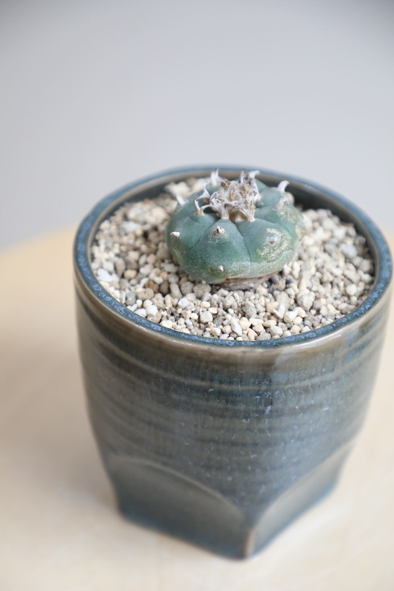 S】ロフォフォラ/Lophophora | 【厳選植物・器】MIDORI DOUMEI 翠堂明