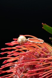 K10 South Sea Gold Pearl Ring (円窓)