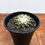 Ariocarpus kotschoubeyanus【アリオカルプス・黒牡丹】