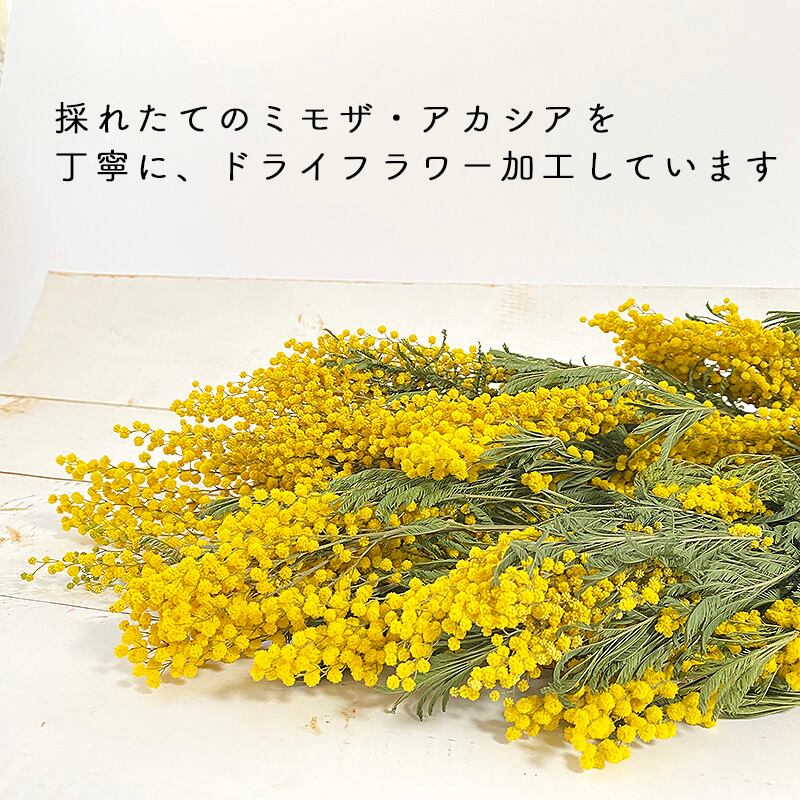 ミモザ アカシア イタリア産 22年2月入荷分 ドライフラワー 自然素材こわけ専門店 あじさいや