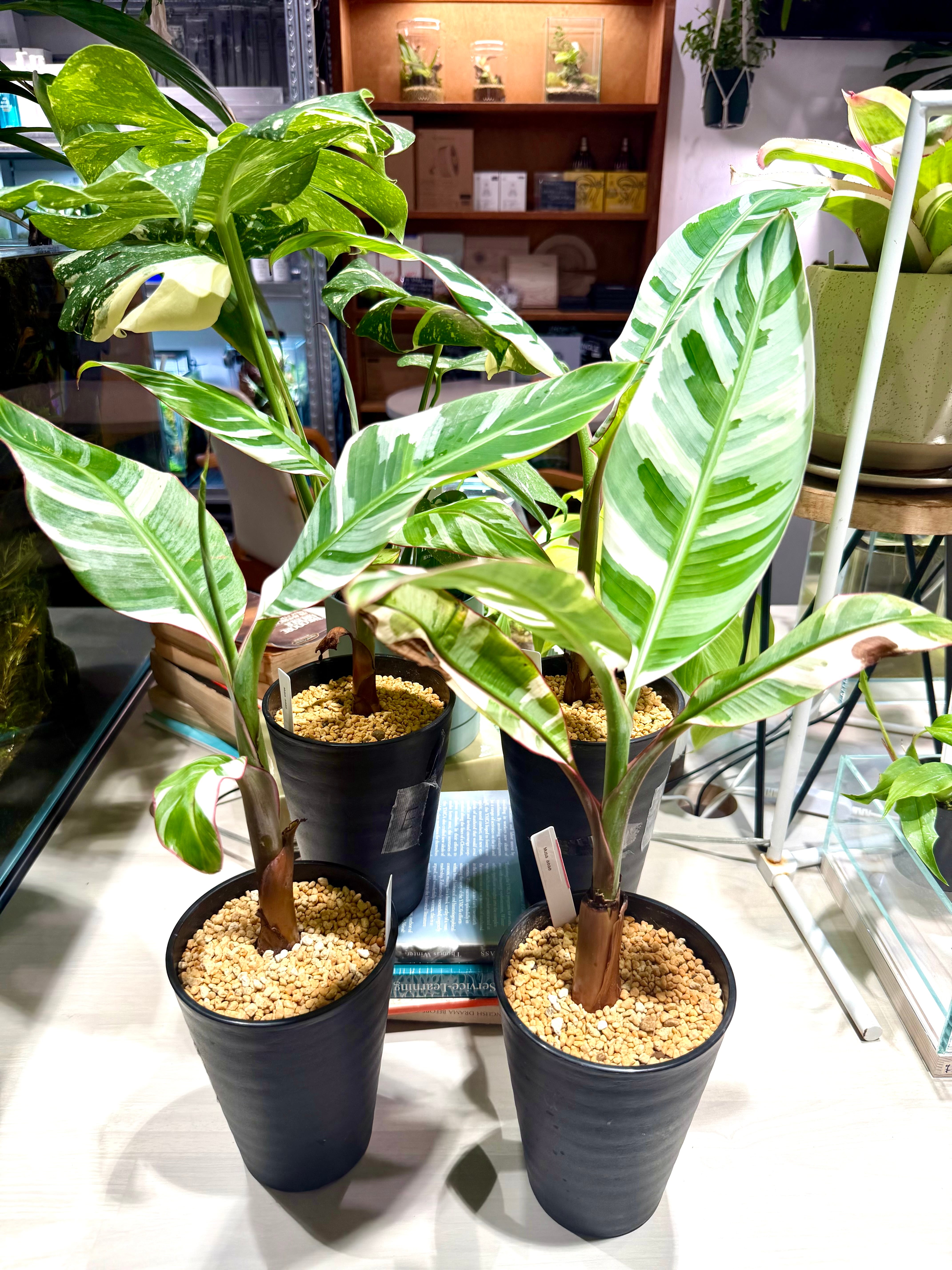 数量限定【超激レア植物E】斑入りのバナナムサアエアエ（ほとんど世に