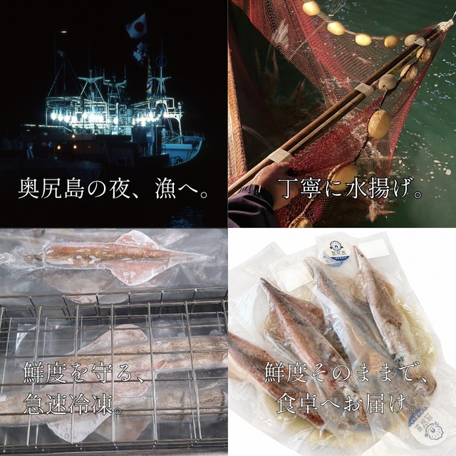 【数量限定】ヤリイカ　4本セット