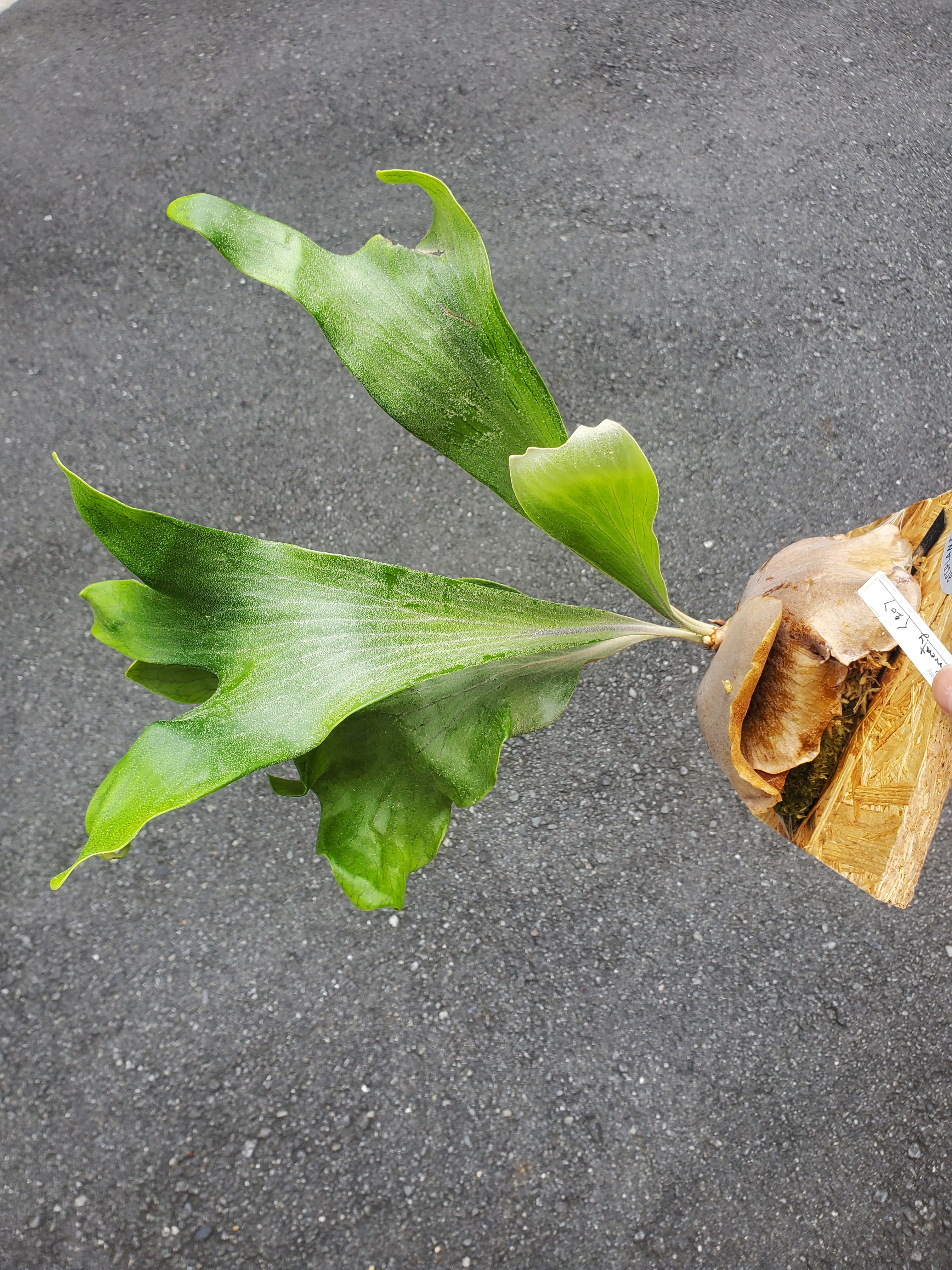 P.Twenty (Yot#20) 【artPLANTs】ビカクシダ/Platycerium | artPLANTs