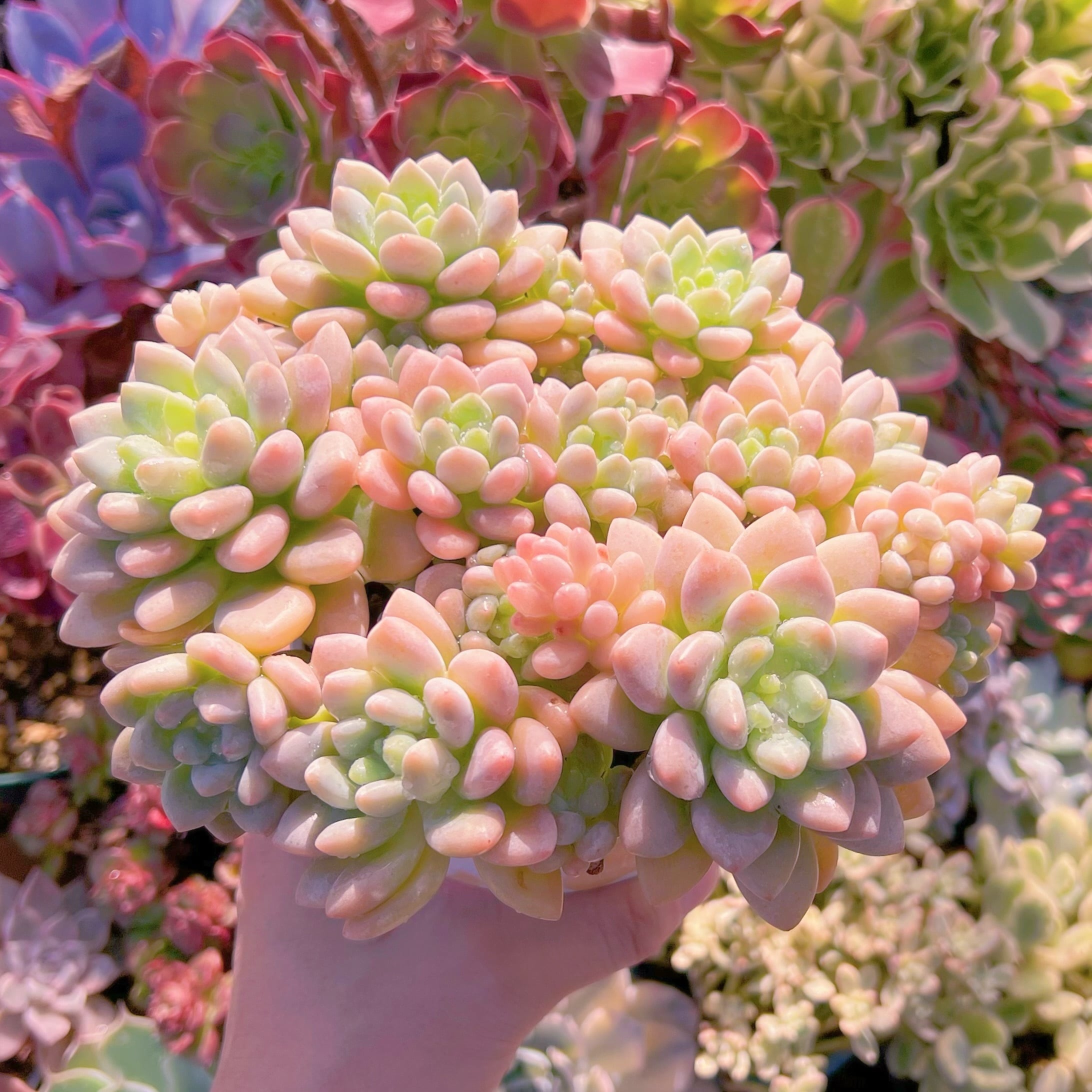 多肉植物　ロココ　特特大群生　新入荷　るる農園