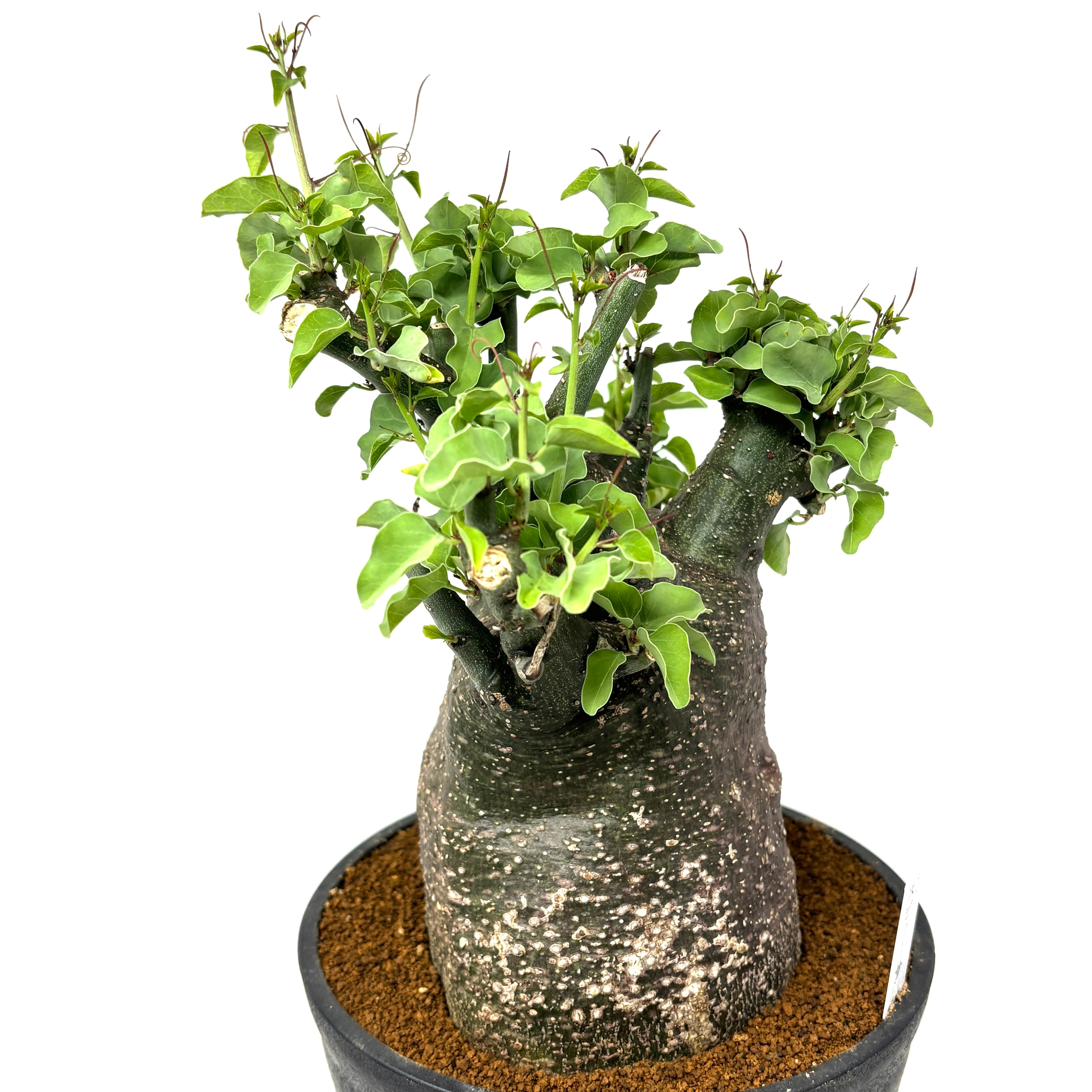 クリアランス】アデニア スピノーサ【691】 | PROTOLEAF プロトリーフ