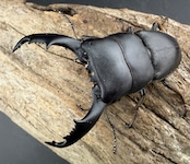 【WD】《ネバービスカヤヒラタ NV.ベランセ産 75mmペア》