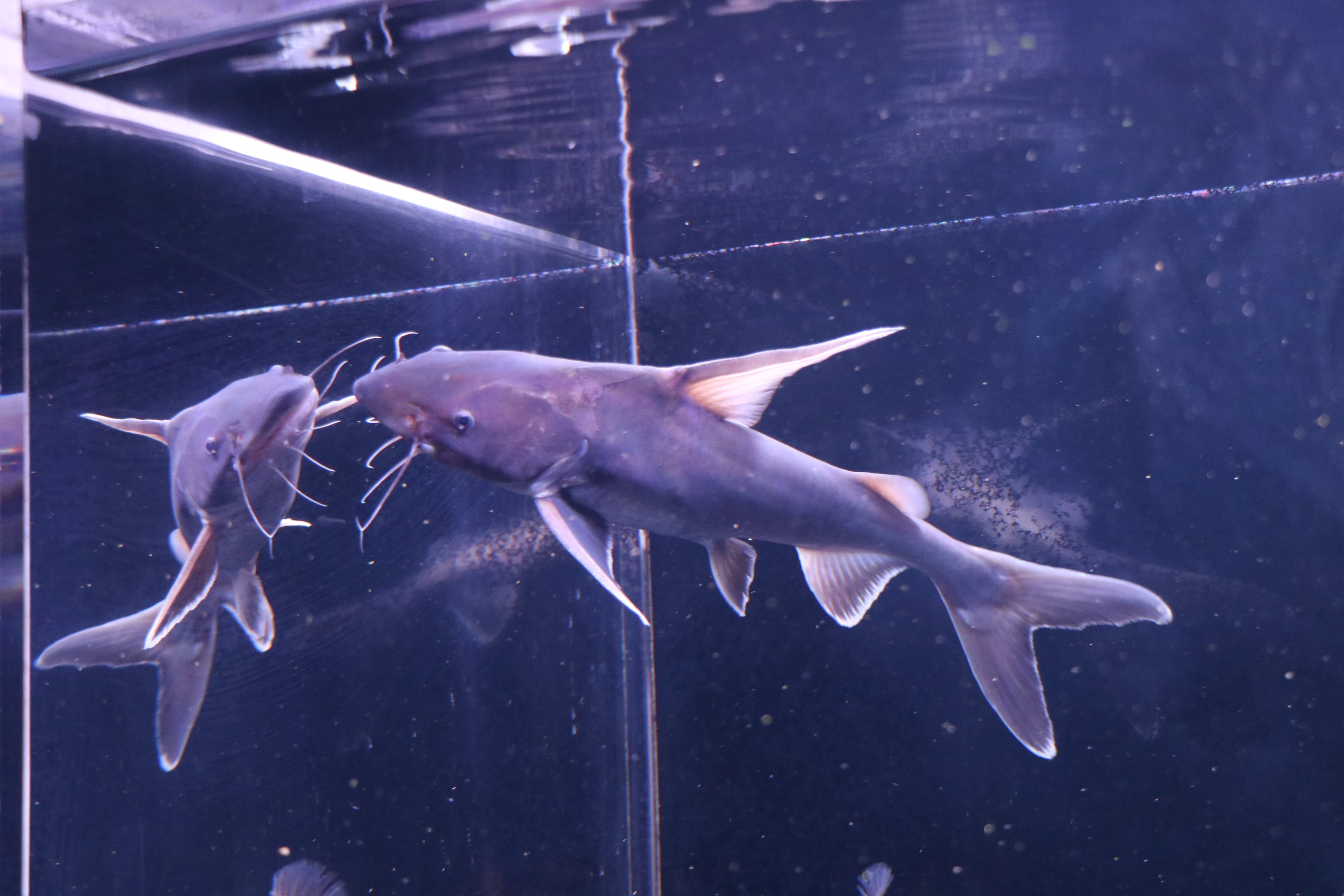 スタージョンシーキャット(±40㎝) | アロワナ等の大型魚・熱帯魚の