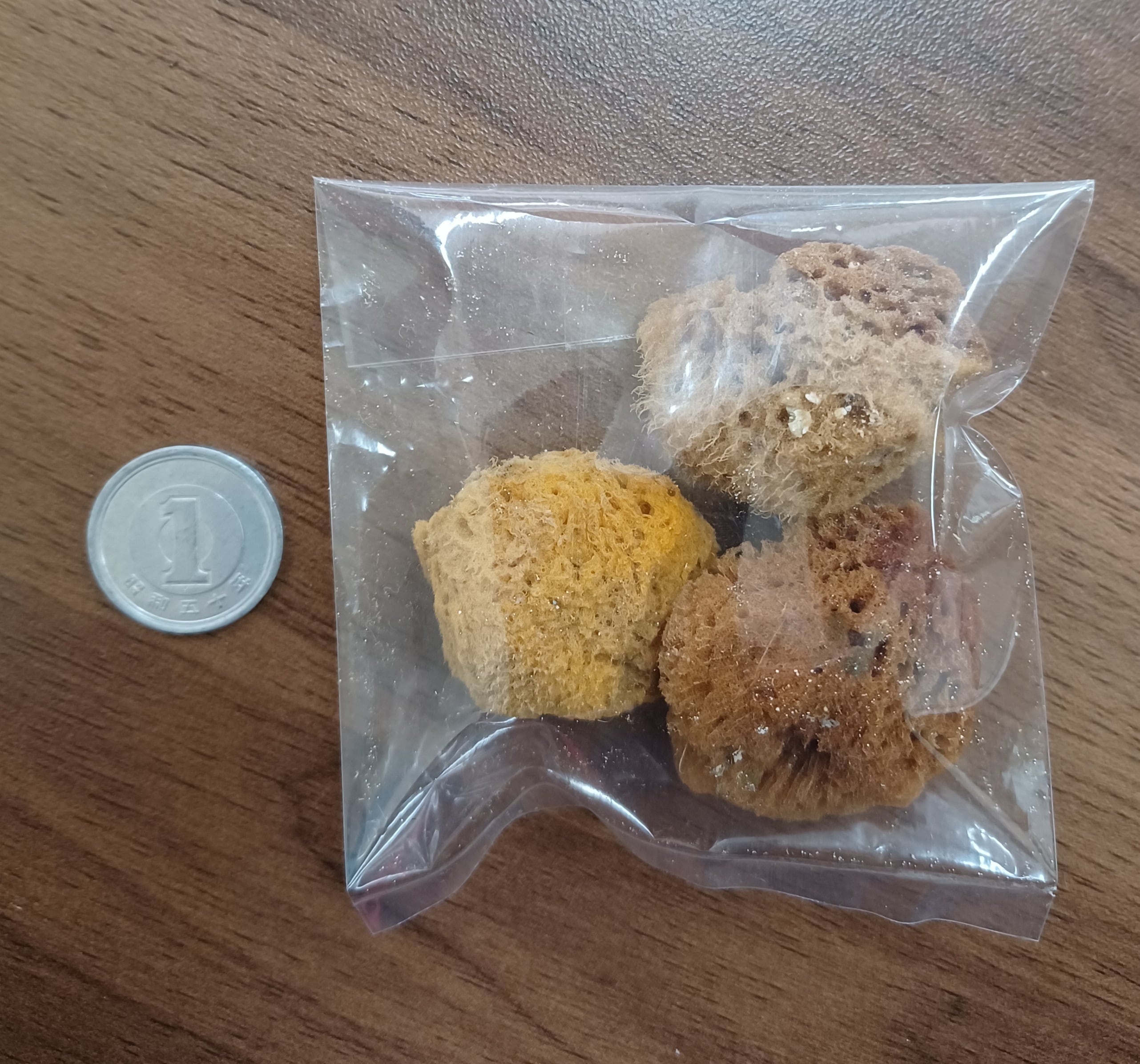 ヤドカリさま専用 ヤドカリ万能ゼリー (Zicra) | オカヤドカリショップ BiTa