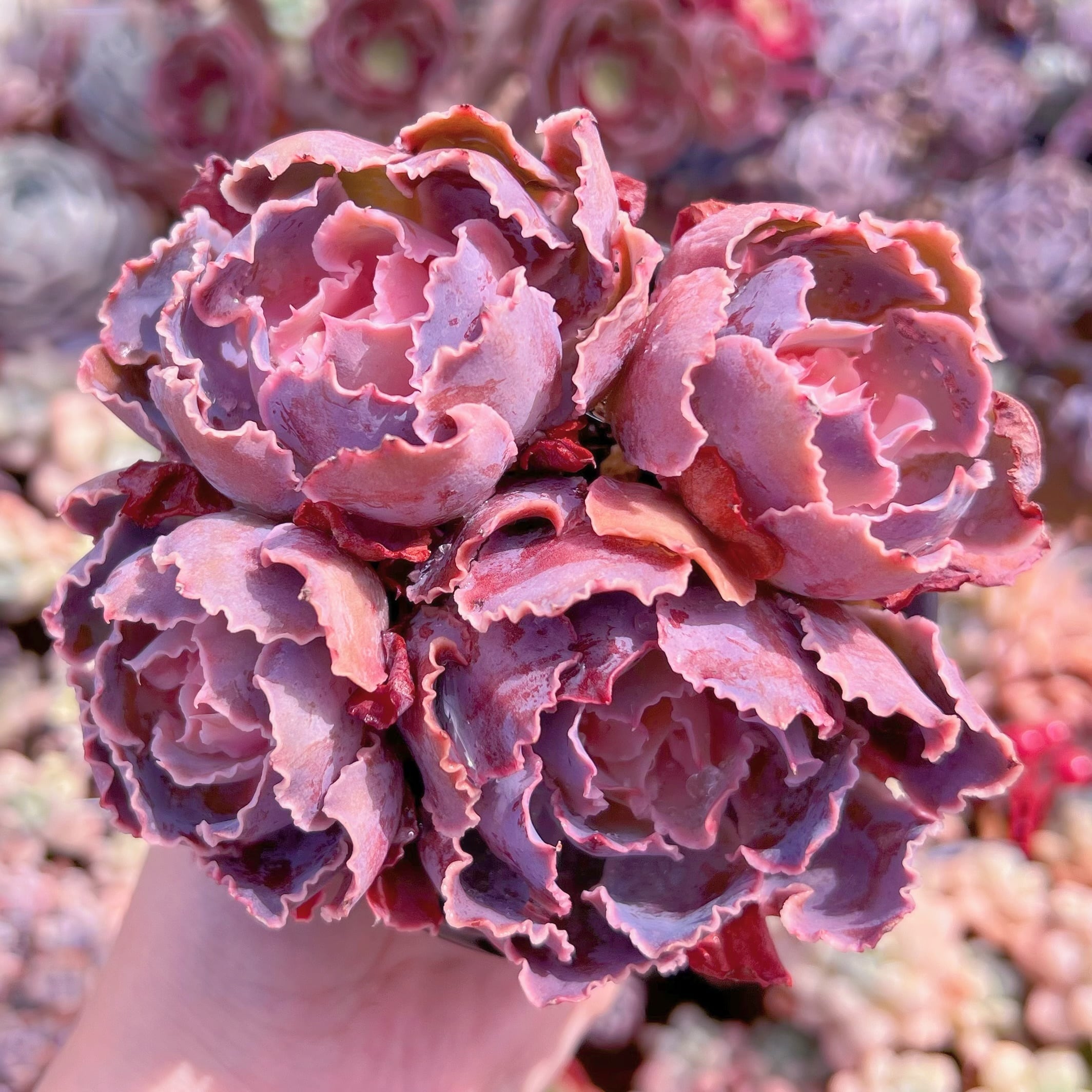 現品　シャビアナ#687　群生　るる農園