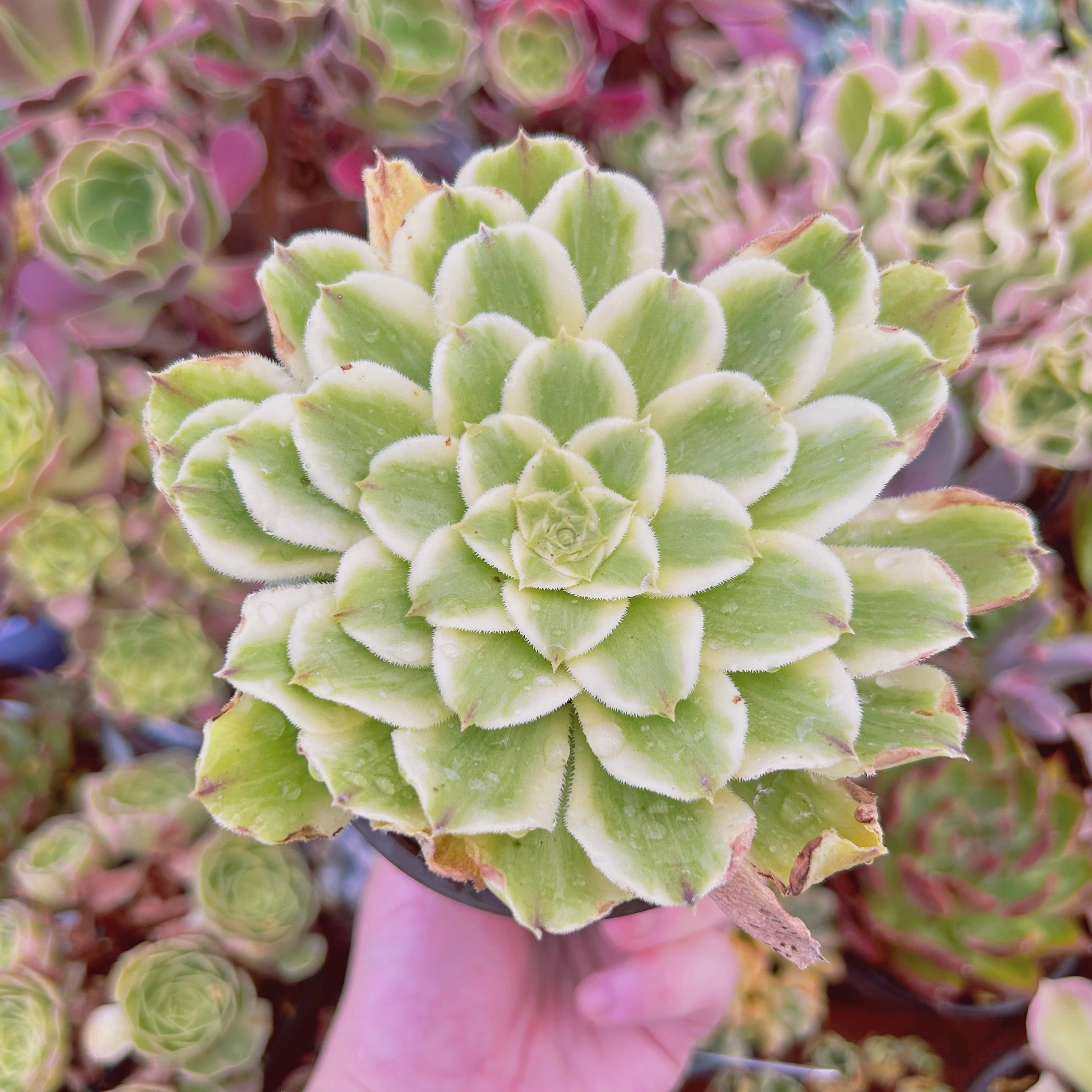 #311現物　多肉植物   グリーンウェーブ　特大