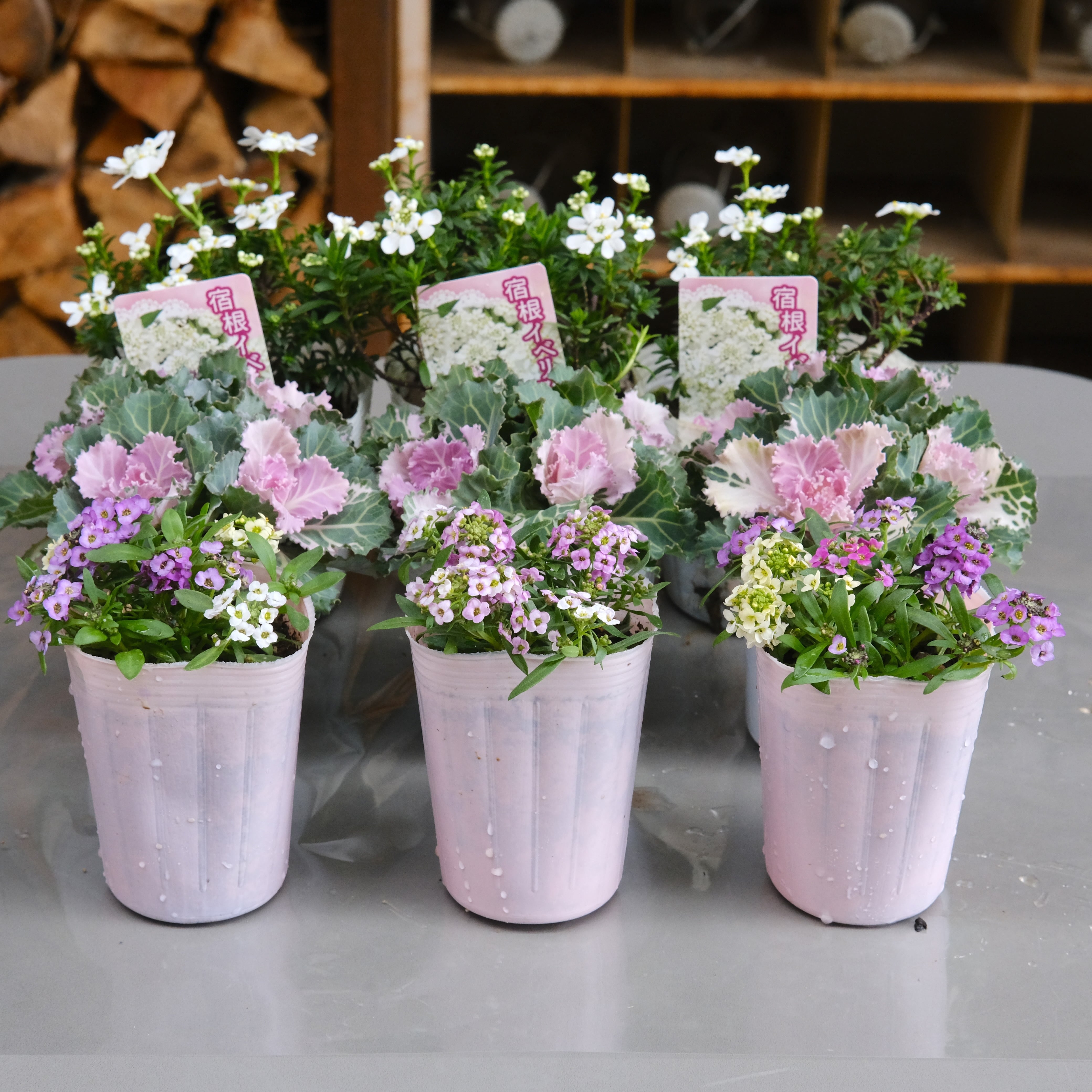 リースの寄せ植えを作ろう！土谷先生セレクト 苗 & 鉢 セット《 ピンク