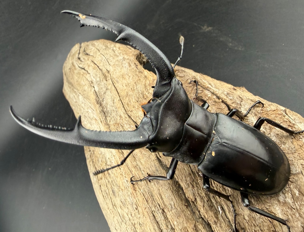 【WD】《マンディブラリスフタマタ 91mm ペア》