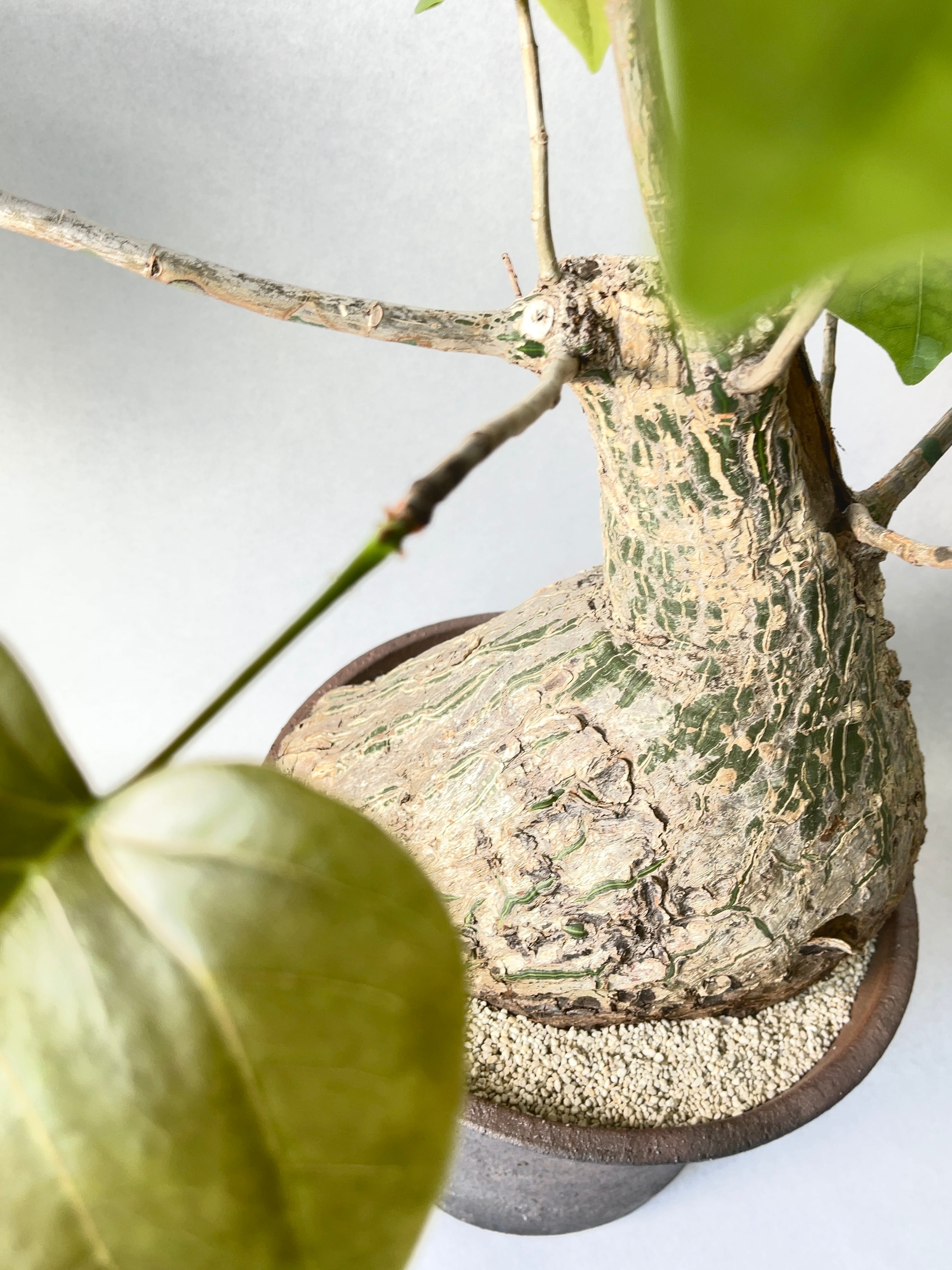 プセウドボンバックス・エリプティクム | trigger