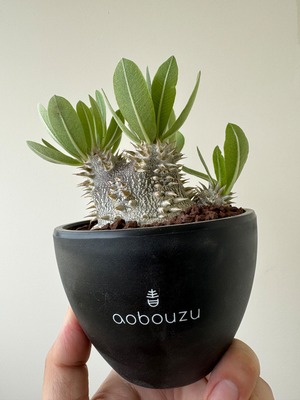 【新着】Pachypodium Densicaule 【黒肌のビッグボスな極上品】パキポディウム デンシカウレ 恵比寿大黒