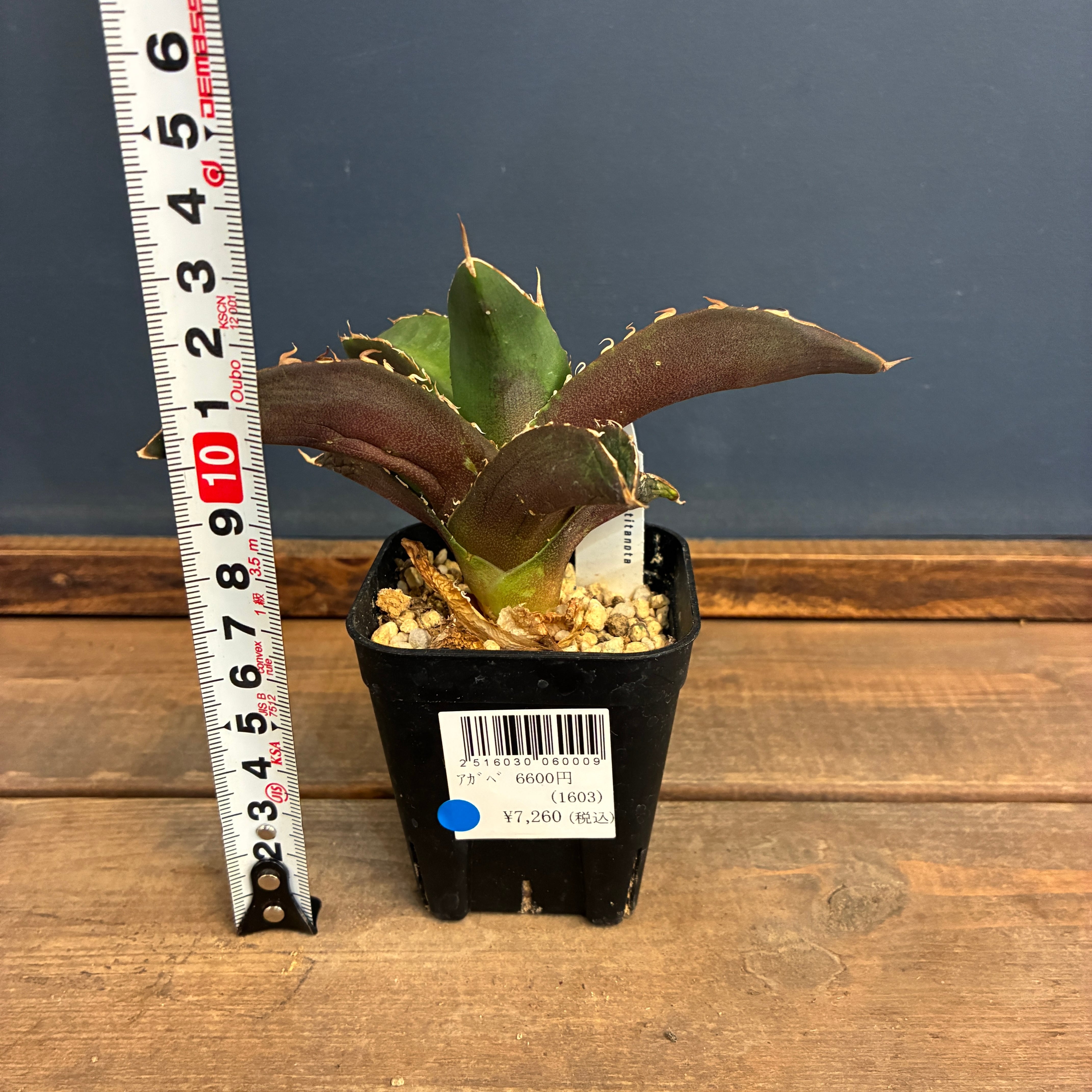 アガベ チタノタ 貔貅【545】 | PROTOLEAF プロトリーフ