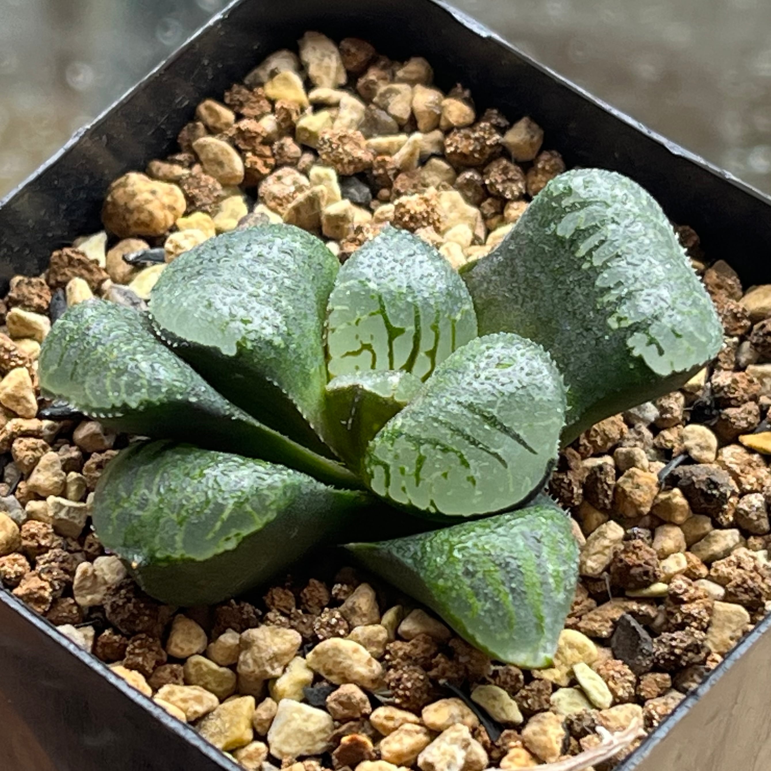 ハオルチア 太陽の恋人(微発根) | mocono_plants