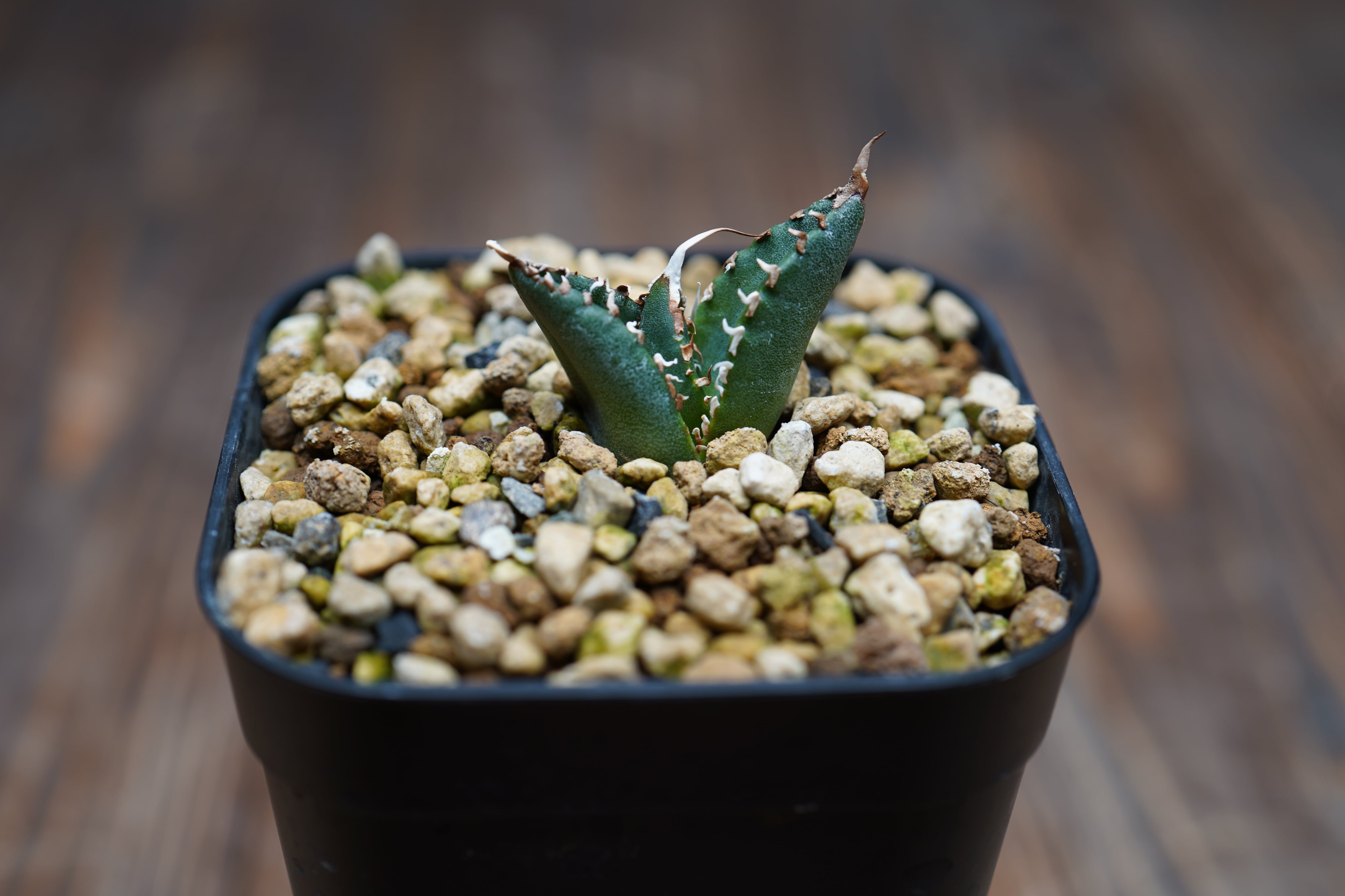 フィロデンドロン ウィリアムシー斑入り（Philodendron