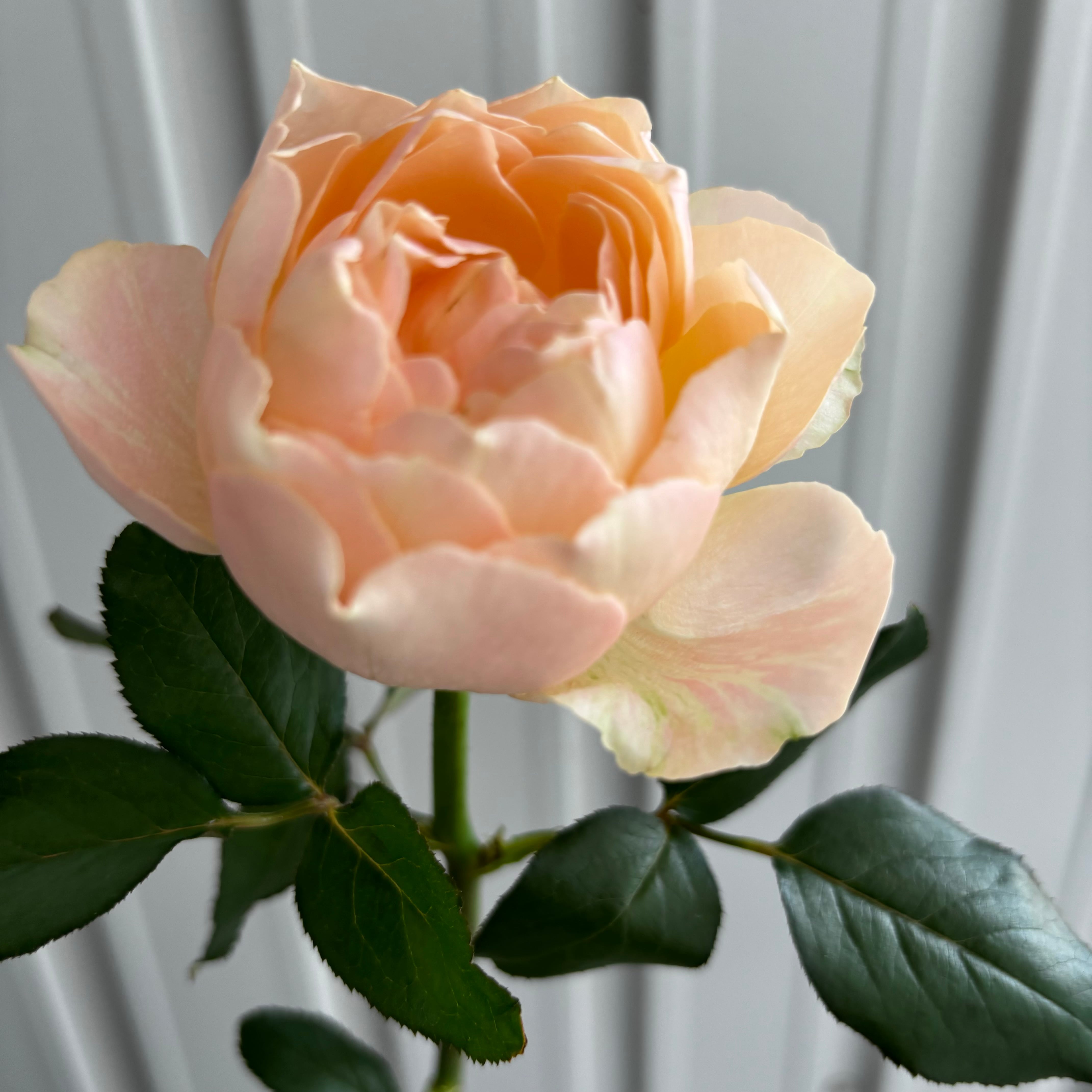 バラ類 | 新鮮お花問屋 Jp-Farmers.com