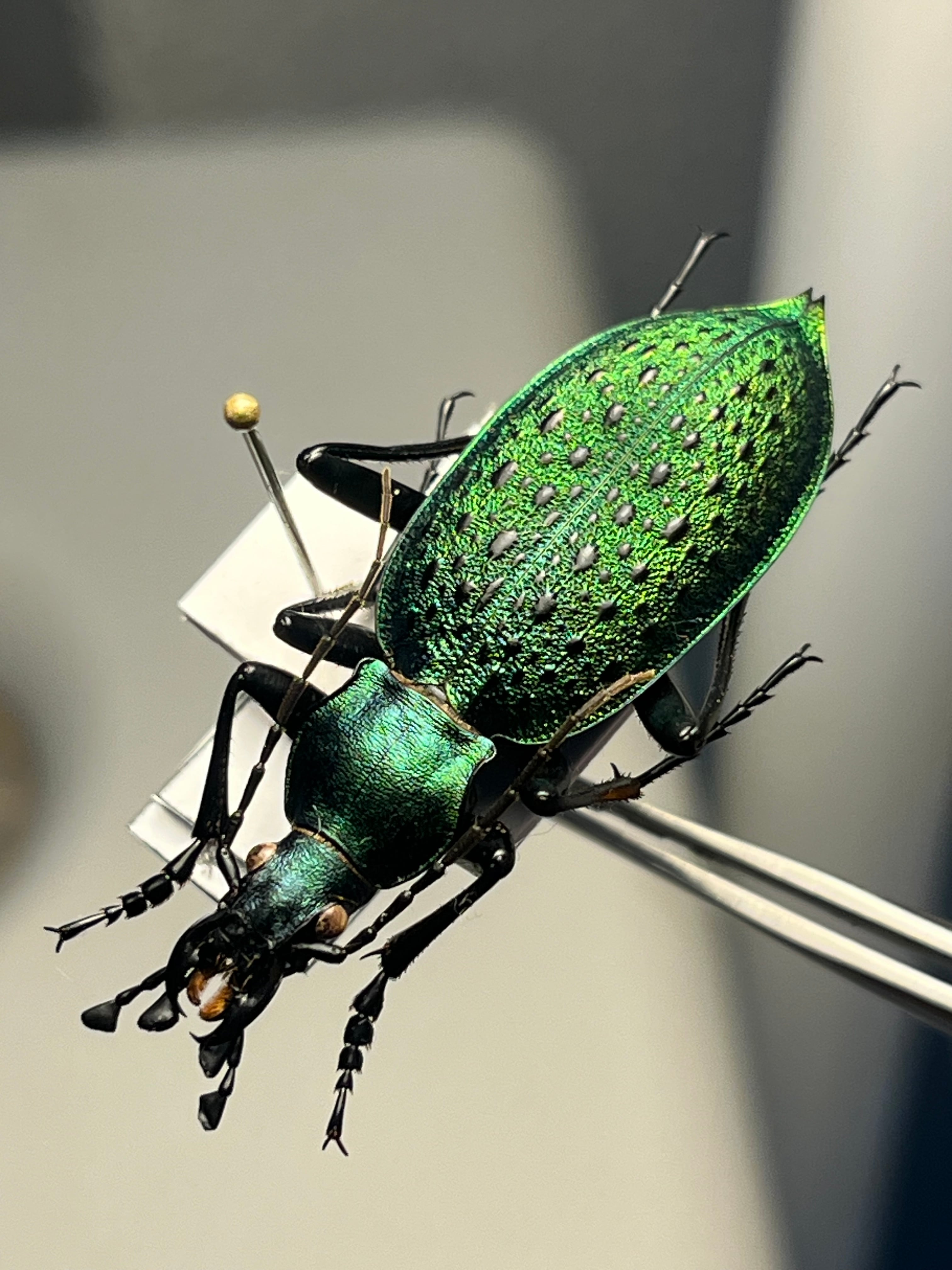 極美個体】アオカブリモドキ オサムシ標本 オサムシ マイマイカブリ