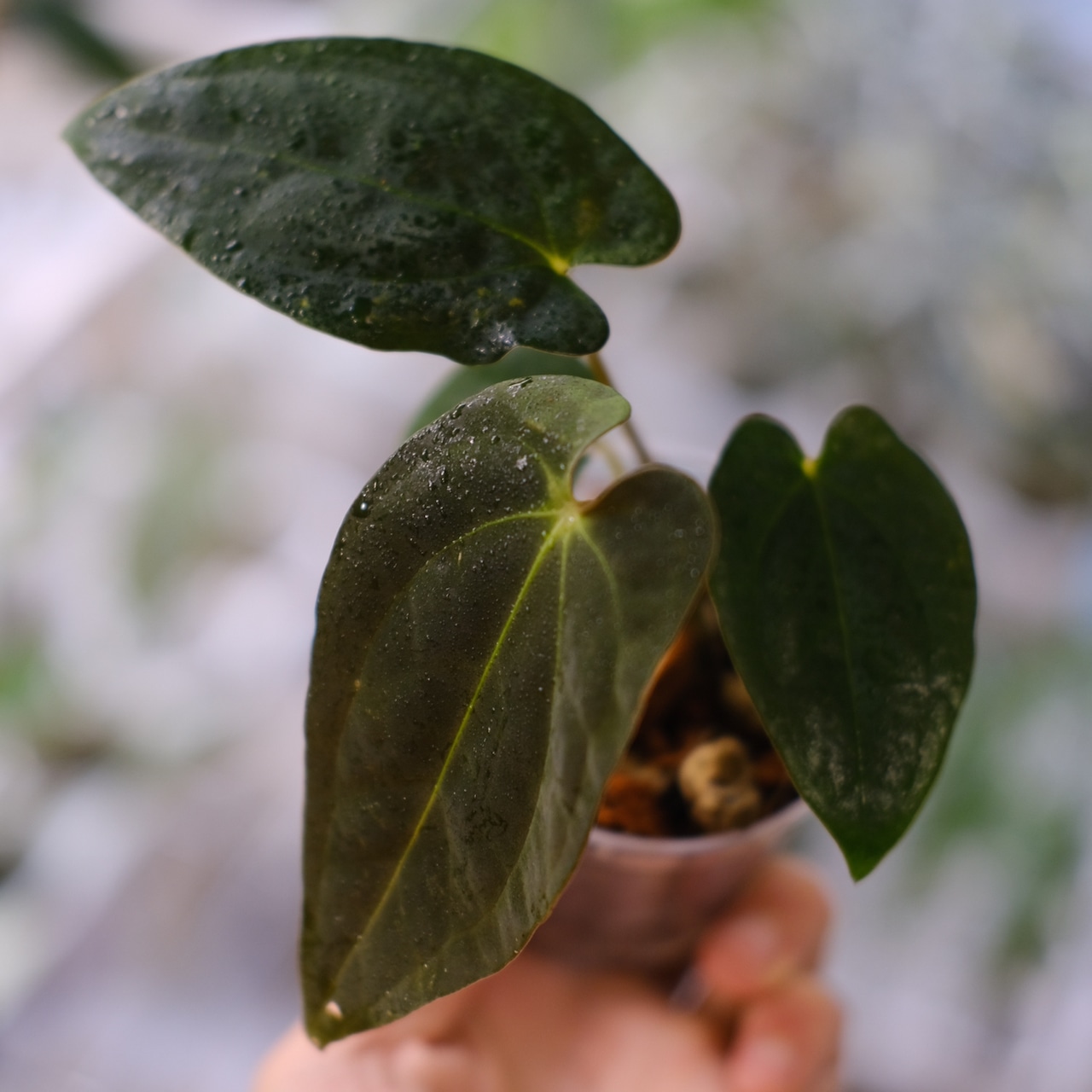 Anthurium Papillilaminum Guna Yala x Forgetii Dark│観葉植物