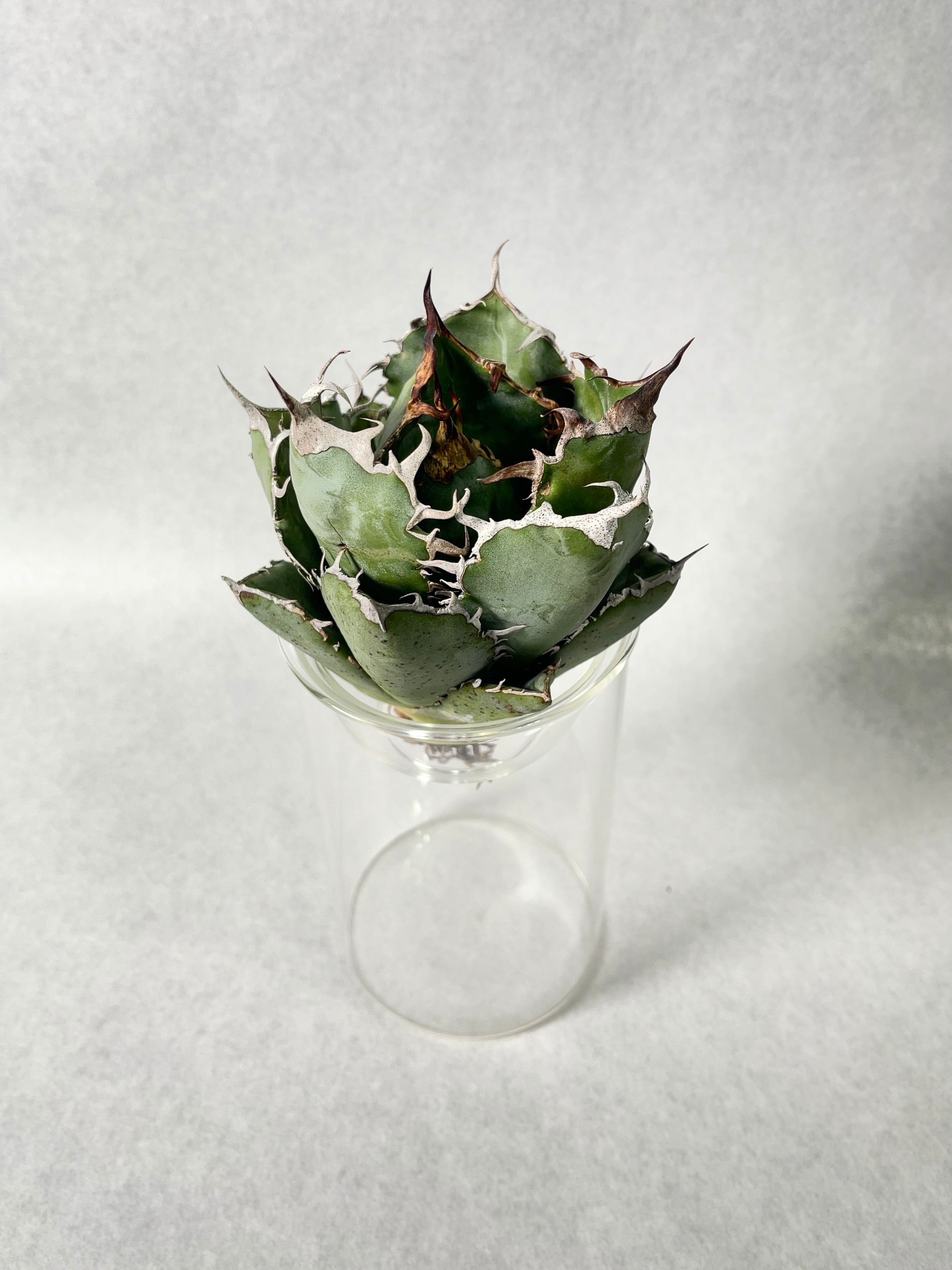 アガベ・白鯨 5(M) | trigger