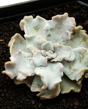 カット苗 クリスペイトビューティ ミニ株 Echeveria 'Crispate Beauty'