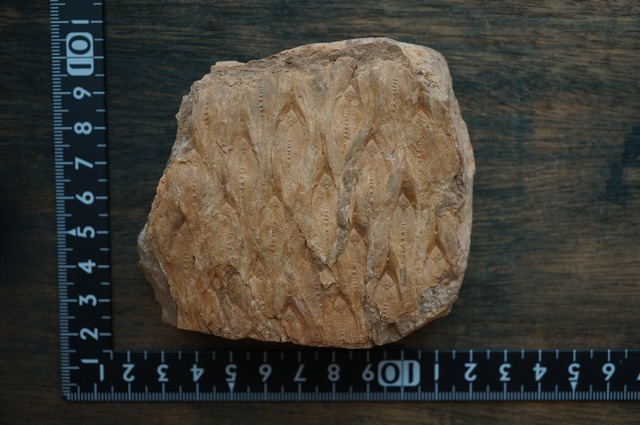 ポーランド産鱗木(ヒカゲノカズラ類)化石  Lepidodendron sp. 2442