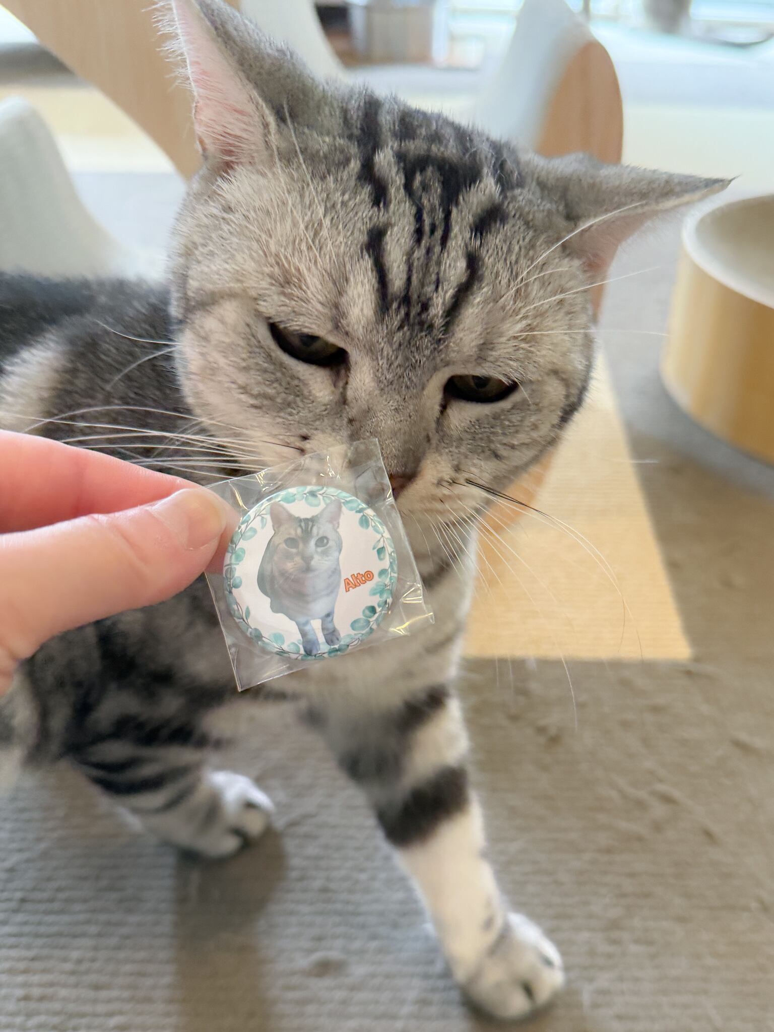 在籍猫スタッフたちのオリジナル缶バッジ♪ 各種 | ねこｶﾌｪなる ｜長野