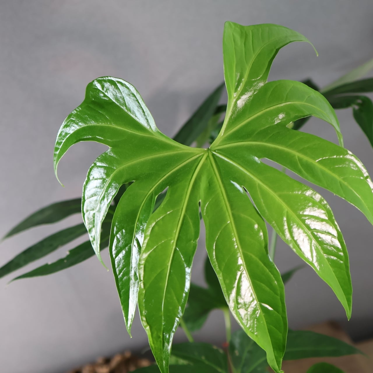 アンスリウム　ペダトラディアツム　No.013　鉢、送料込　メルカリ便 アンスリウム ペダトラディアツム - メルカリ