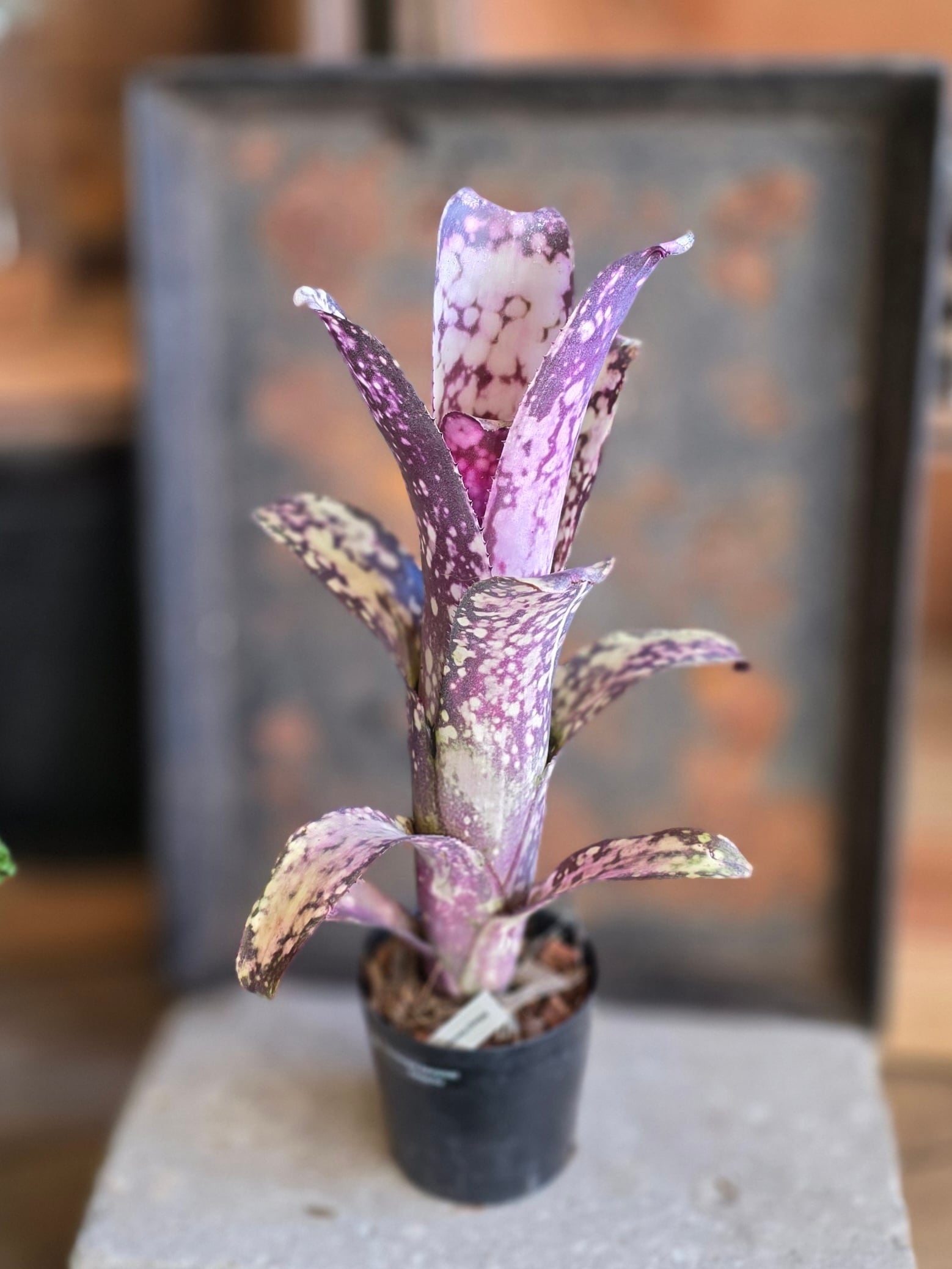 ビルベルギア・カワナズ・パナシェ (3号)