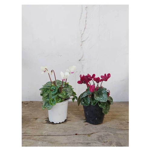 Garden Cyclamen