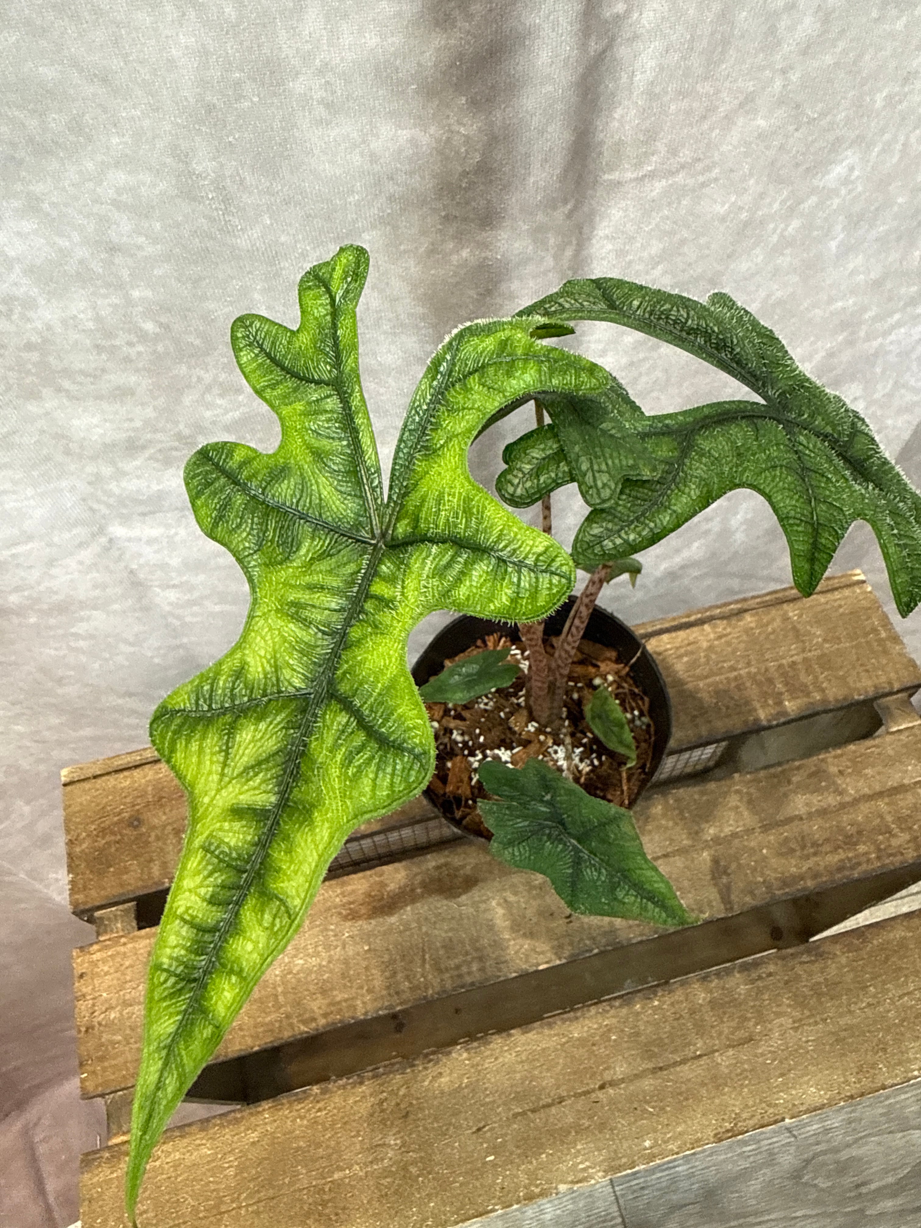 アロカシア ジャックリン | Gardenえん 【観葉熱帯植物】