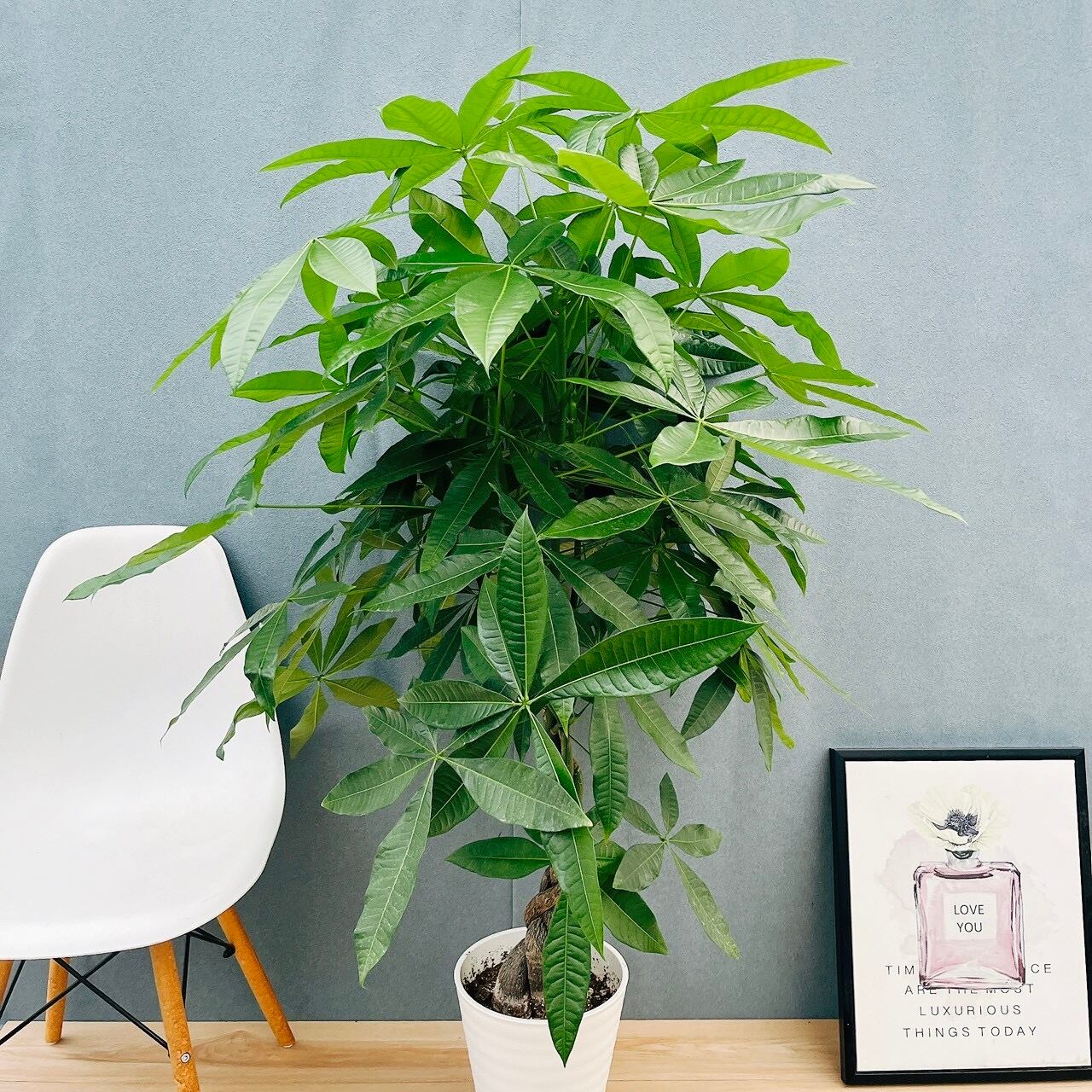 現品］【珍しい】80番 フィカス エベレスト 曲がり 7号 観葉植物 室内