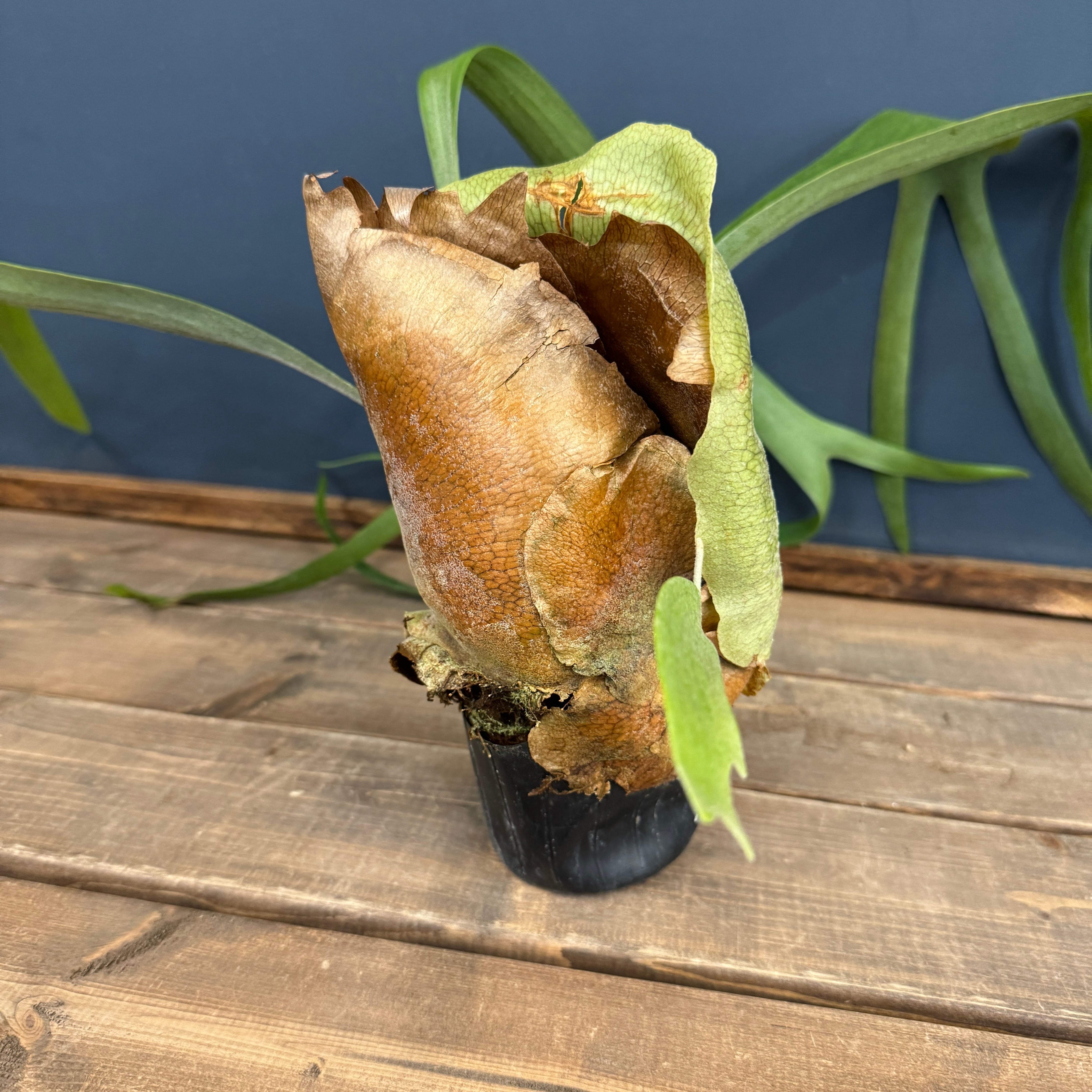 ビカクシダ alcicorne【1031】 | PROTOLEAF プロトリーフ