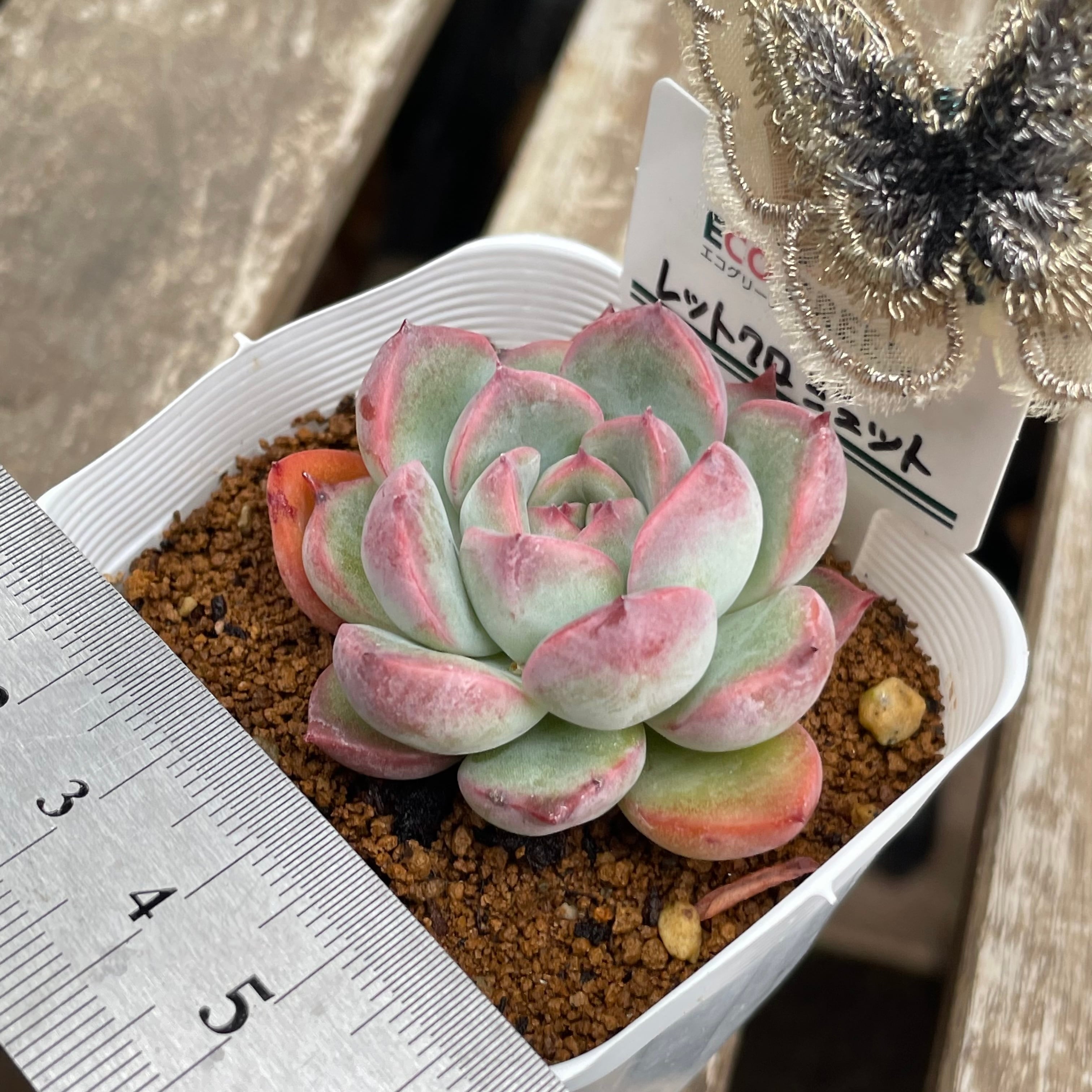 レットクロジェット | RuPo 多肉植物専門店