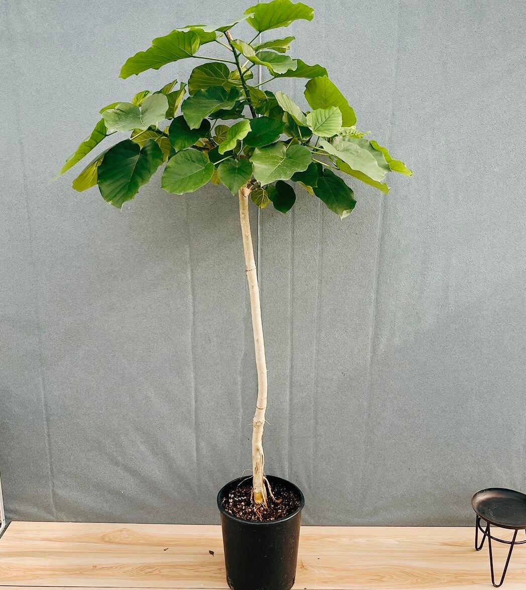 現品］【希少】25番 ドラセナ ナビー 龍 6号 観葉植物 大型 室内 レア
