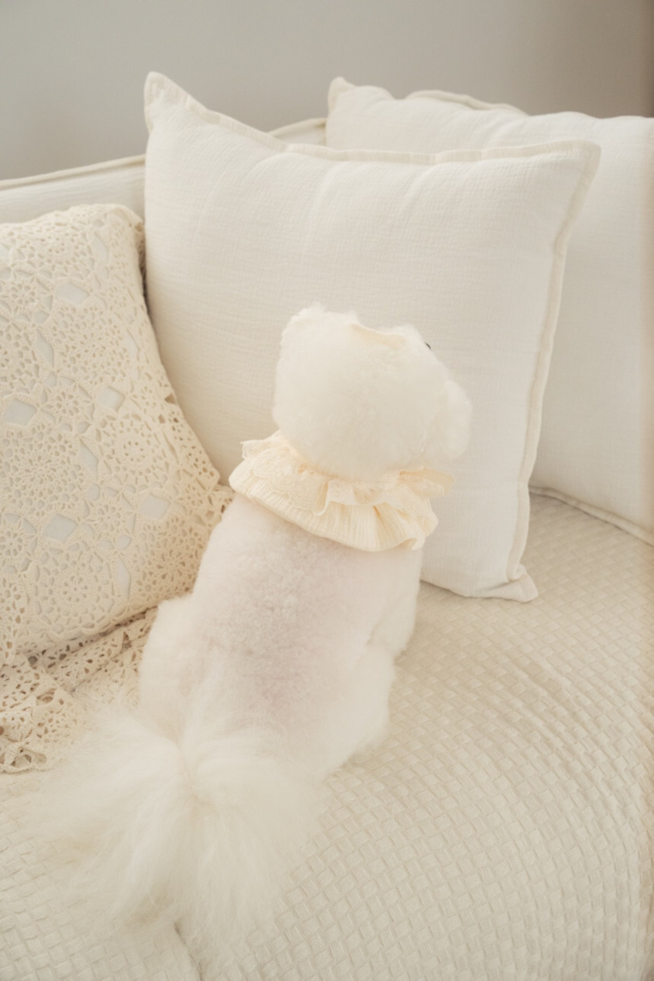 予約【pecoramou select】Cozy lace Cape