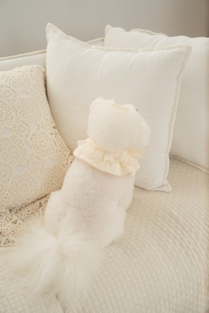 予約【pecoramou select】Cozy lace Cape