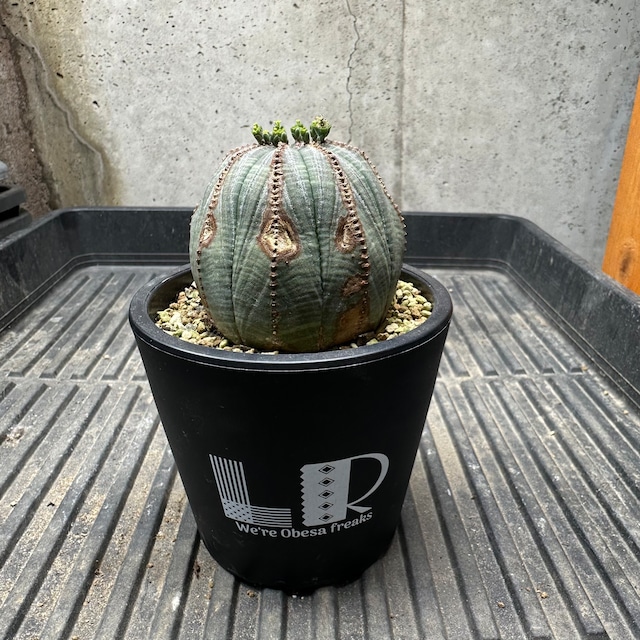 【現在雌雄胴体花】メス株 Euphorbia obesa ユーフォルビア オベサ