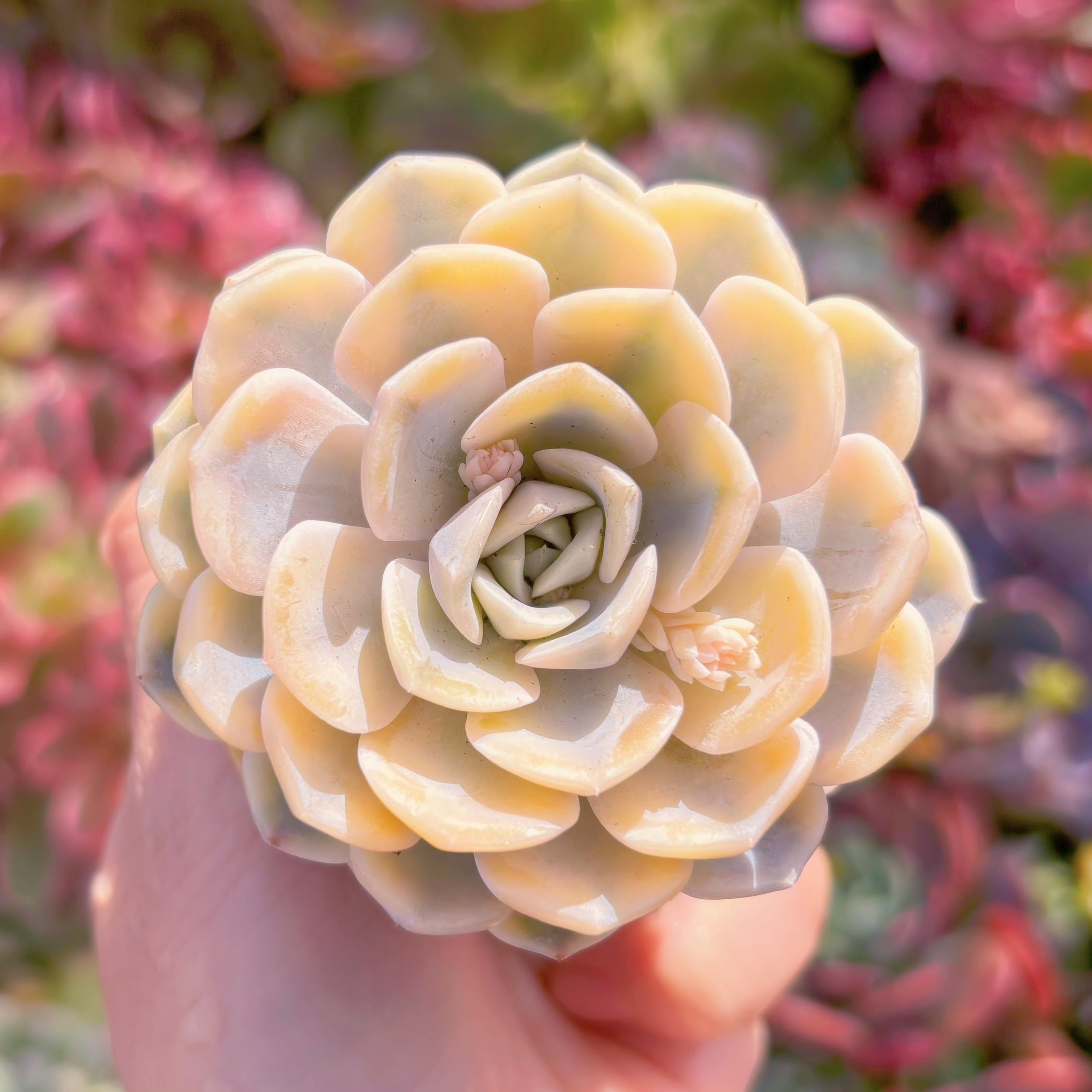 多肉植物　タイニーバーガー錦　新入荷　るる農園