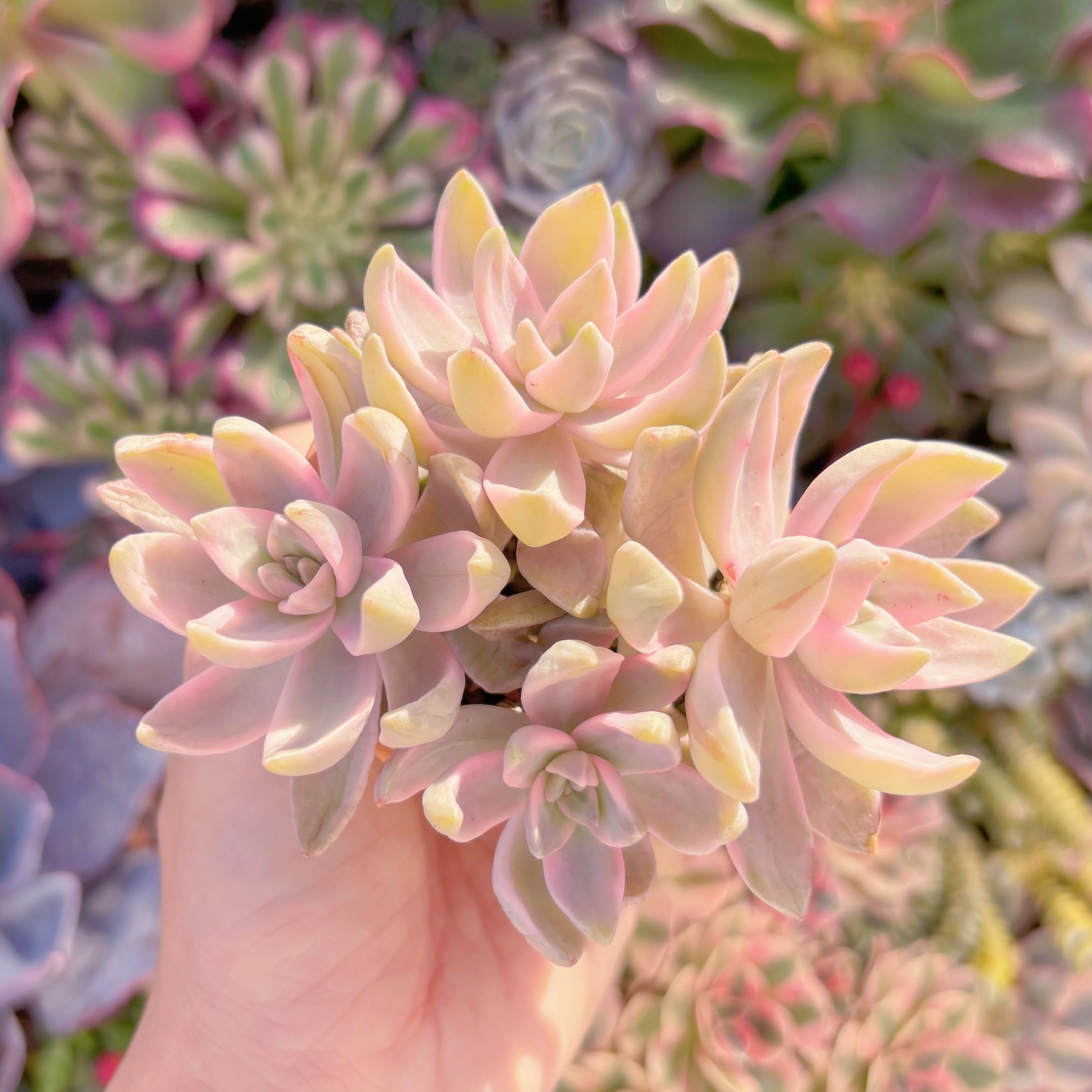 現品　淡羽錦#A026　群生　在庫僅少　るる農園