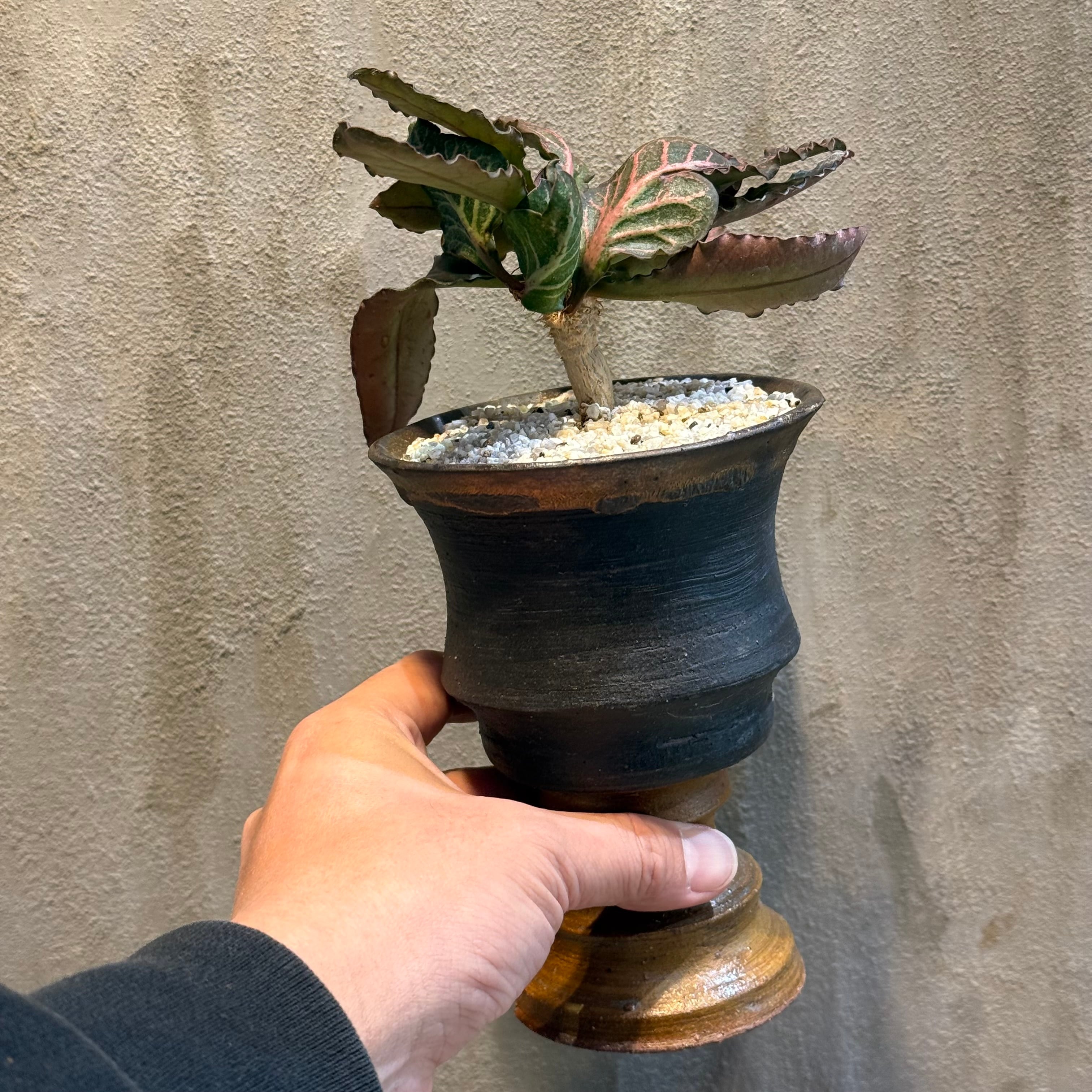 植物×作家鉢 【植え込み済み】 | A-PLANTS