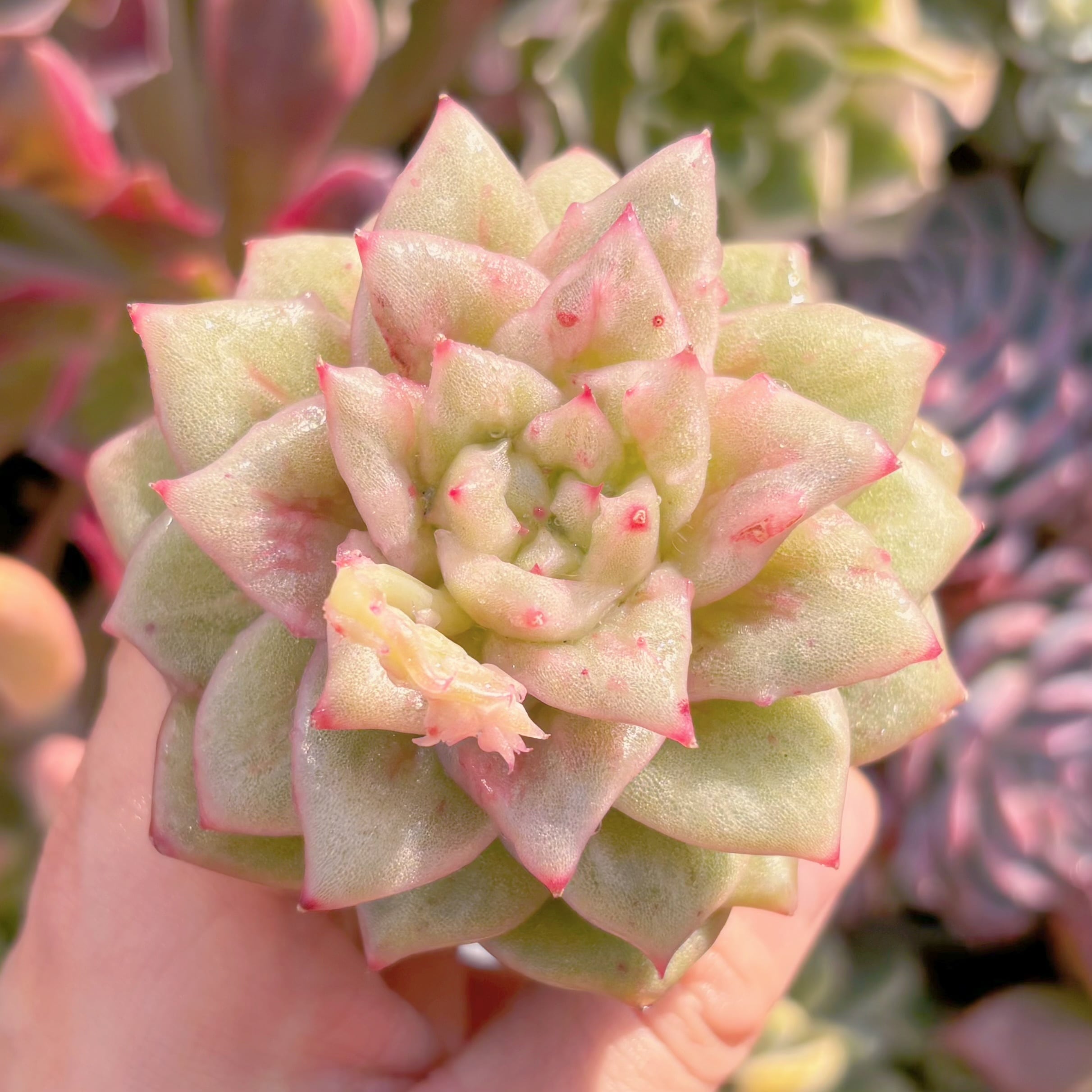 多肉植物　リンクルマリア　新入荷　るる農園