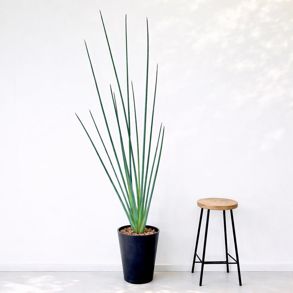 ノンリーフ（ストレリチア ユンケア） 観葉植物 calm cafe 希少》ノンリーフ ストレリチア ユンケア 観葉植物 calm cafe 室内