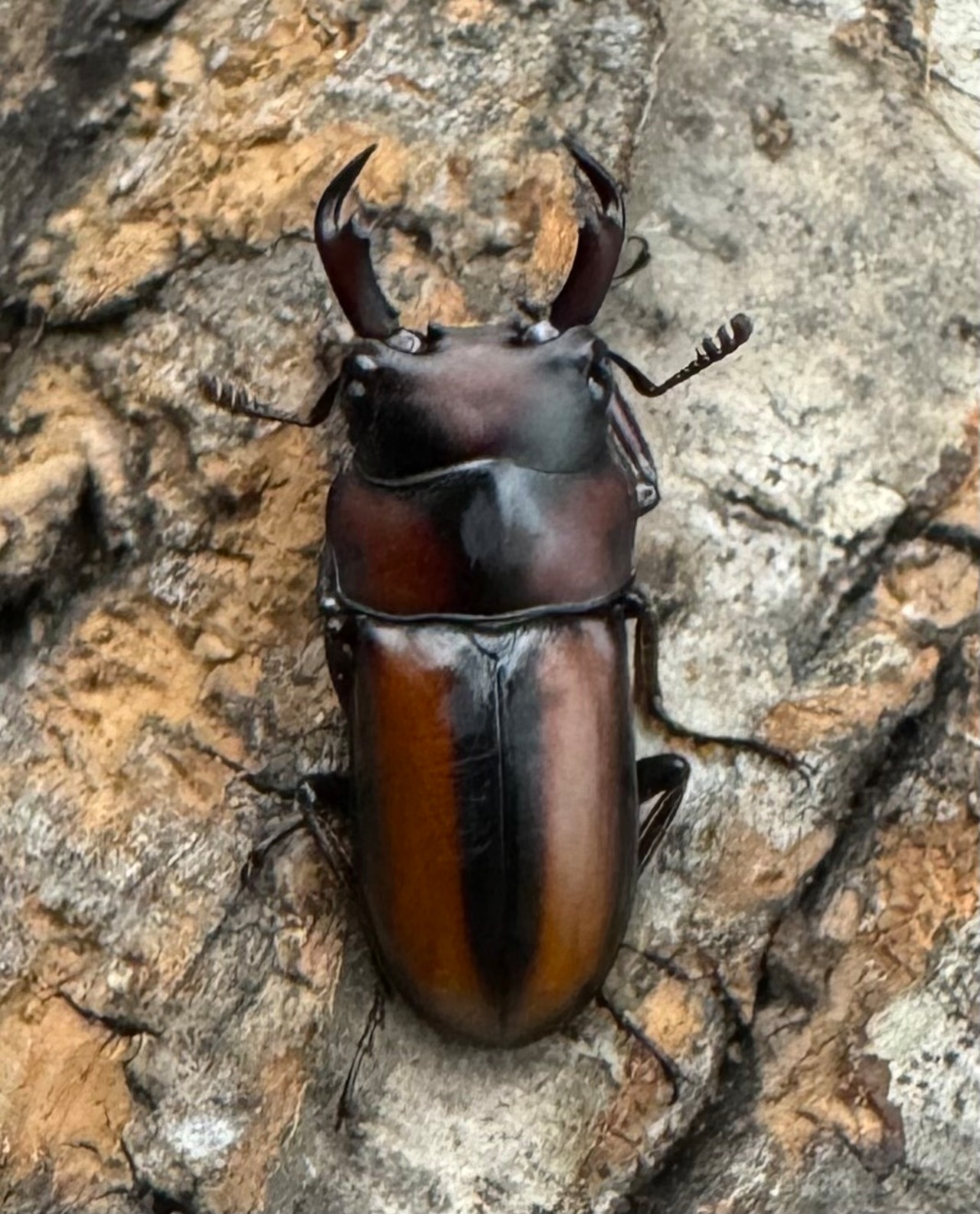 【WD】《エレガントゥルスコクワ原名亜種 Free ペア》