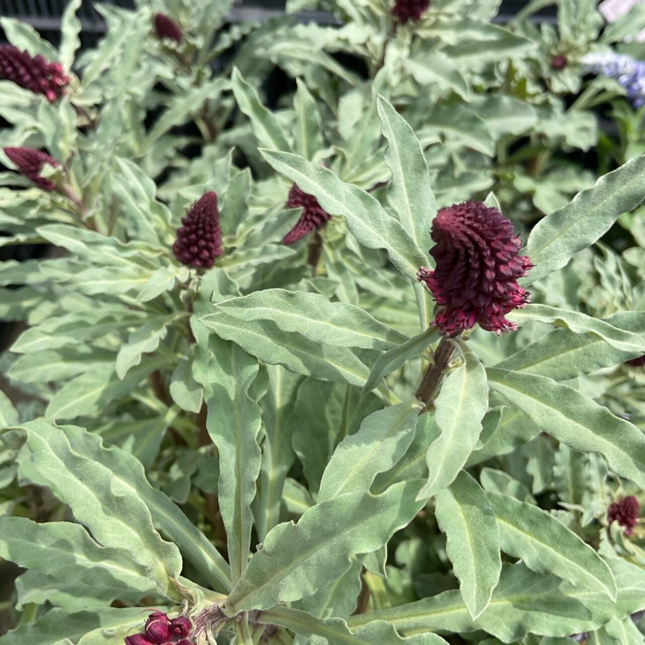 リシマキア ボジョレー 3寸ポット 橋本種苗園