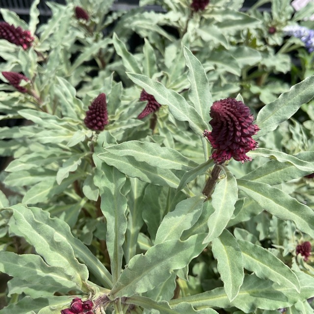 リシマキア ボジョレー 3寸ポット 橋本種苗園