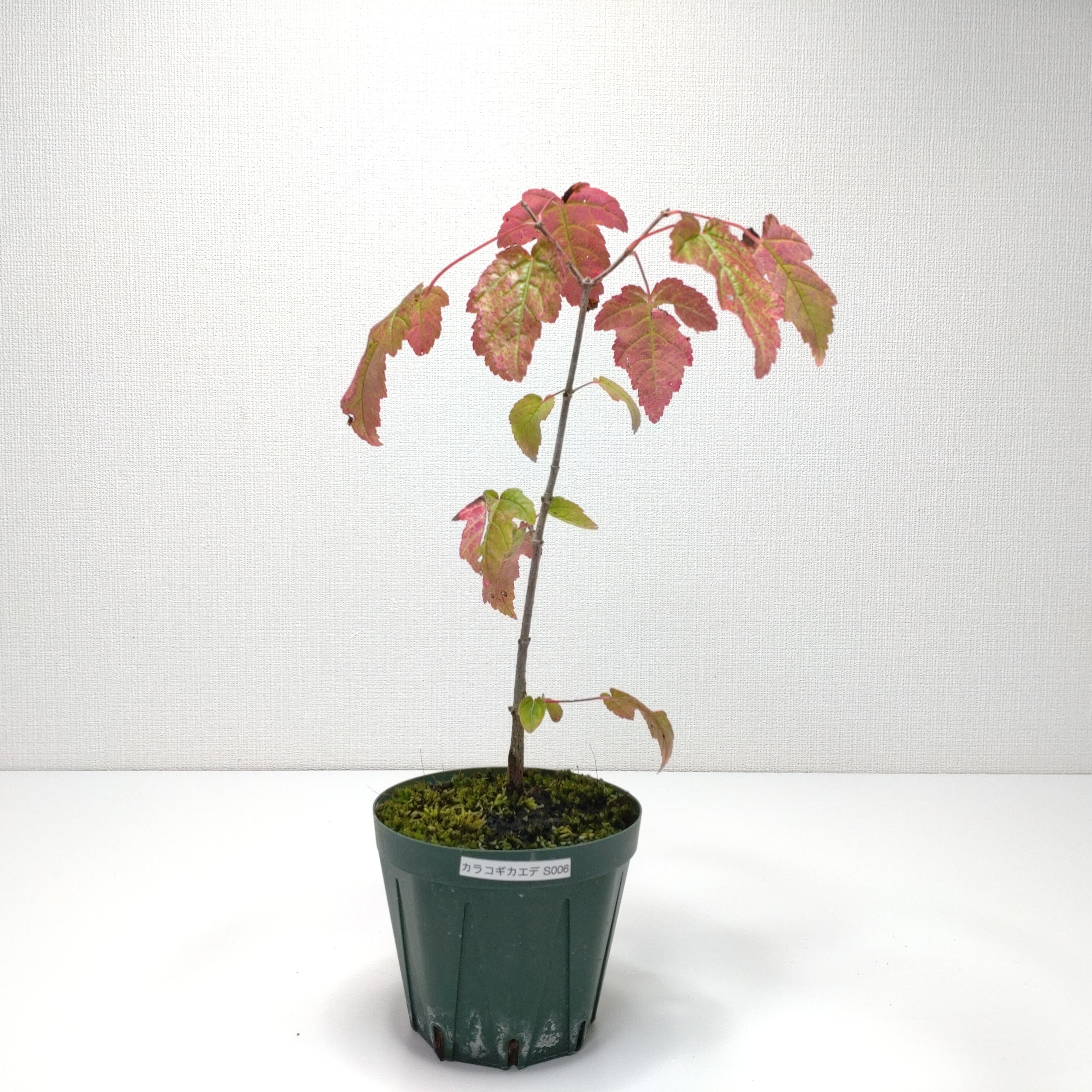 赤四手（アカシデ）盆栽 SS006 赤四手（アカシデ）盆栽 SS006 | 盆栽創【Bonsaisou】