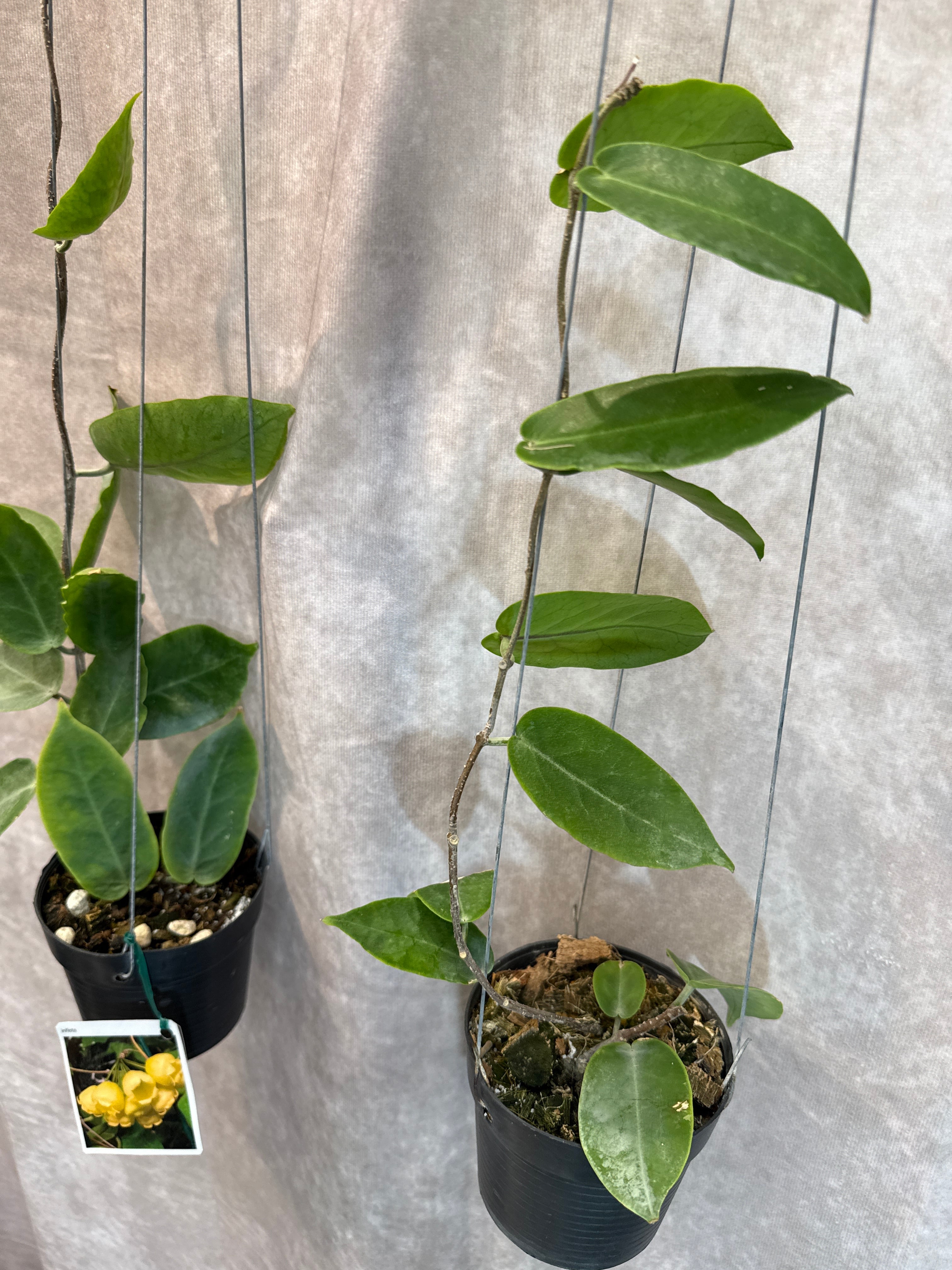 hoya inflata / ホヤ インフラータ | Gardenえん 【観葉熱帯植物】