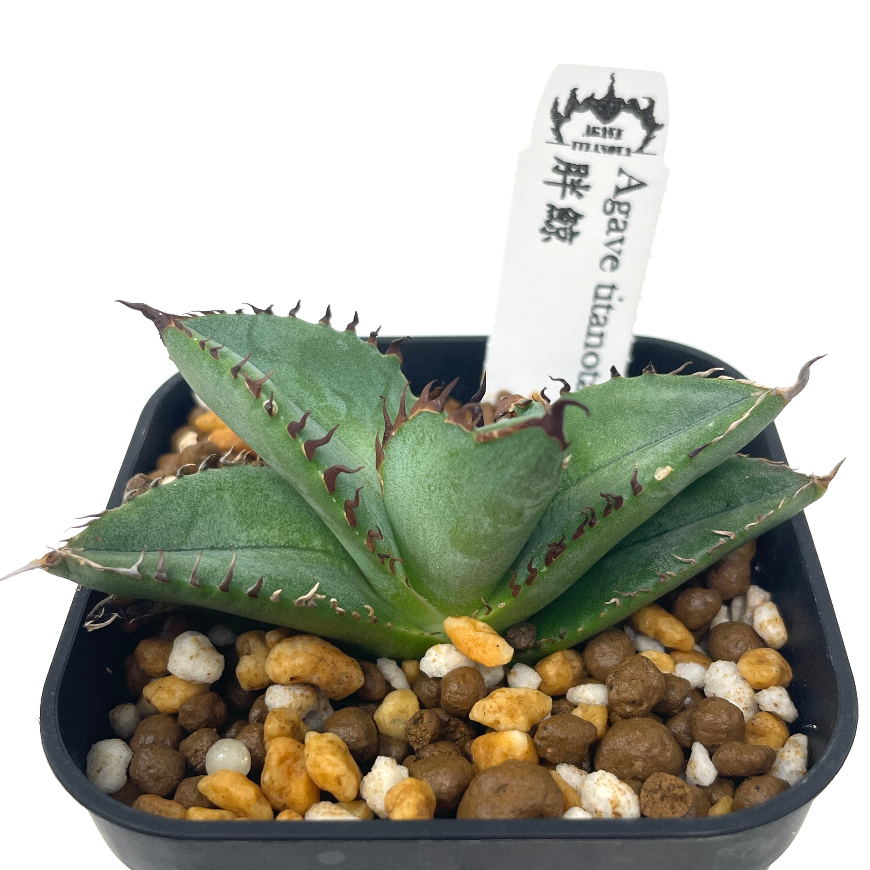 アガベ 胖鯨 長大 